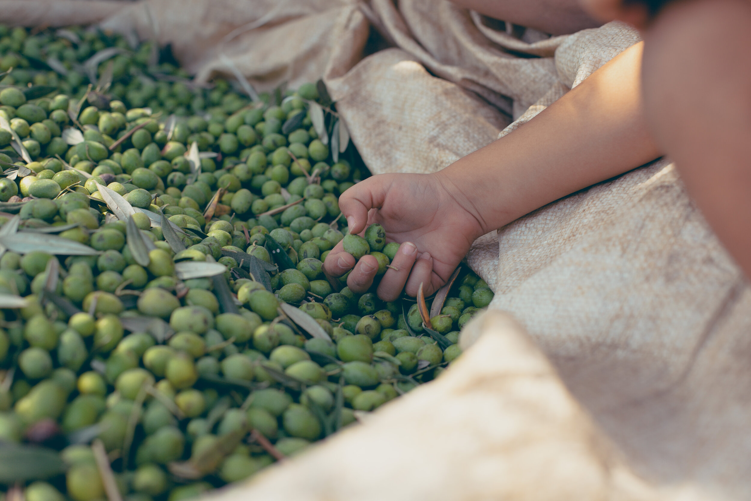 Olives by Jose Daou-1284.jpg