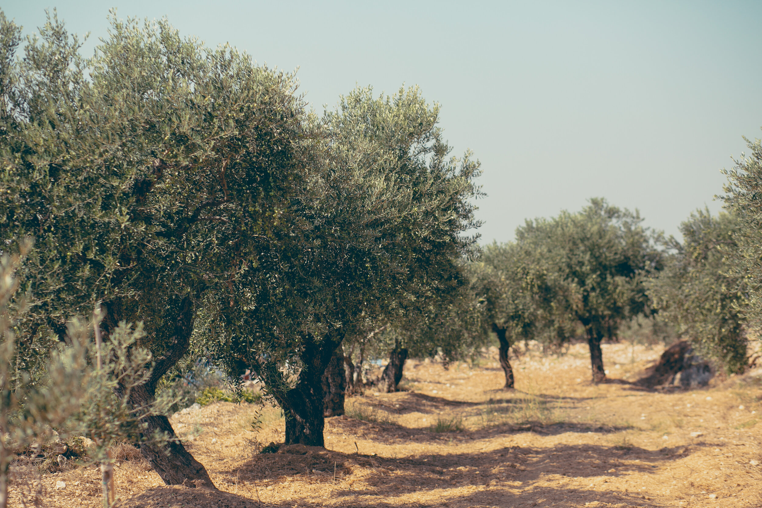 Olives by Jose Daou-1114.jpg
