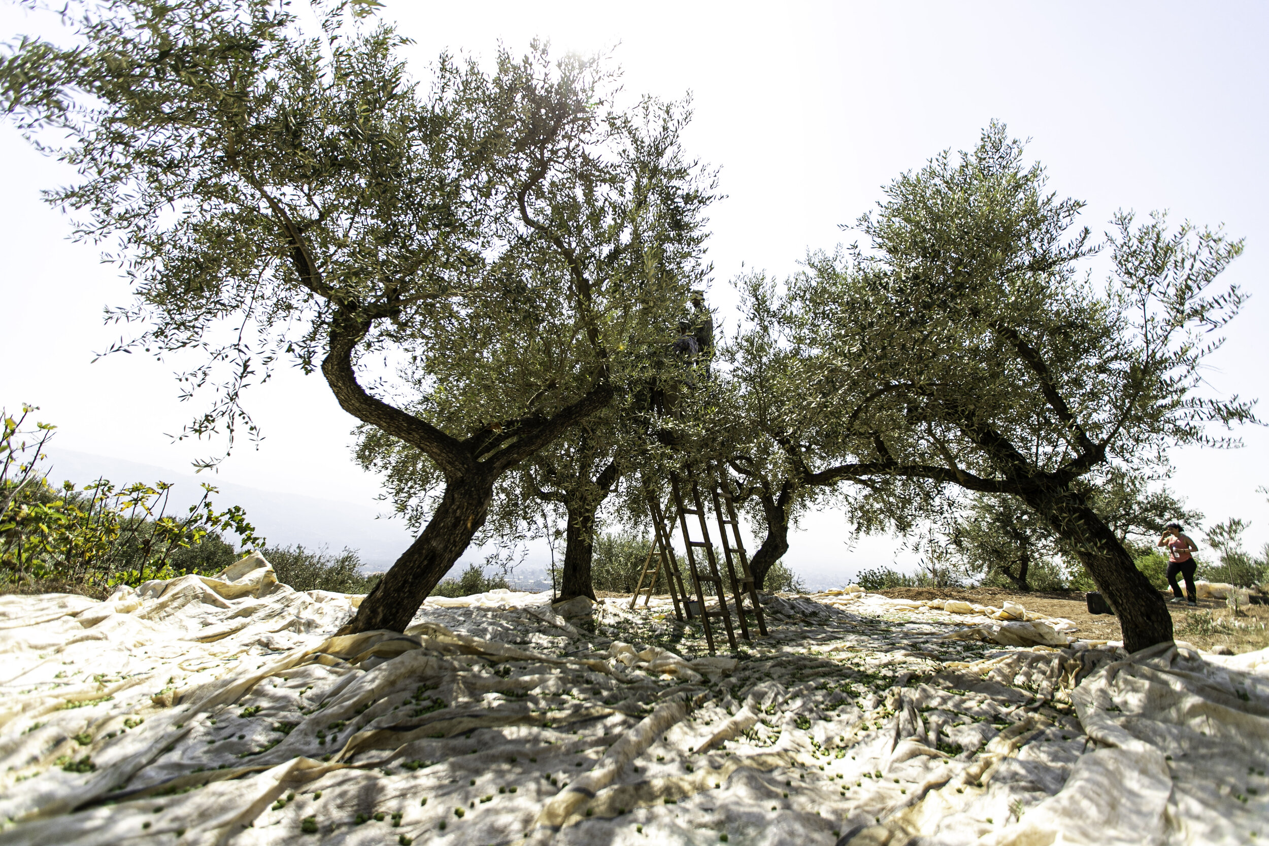 Olive harvest at ardeh  by Jose Daou-5711.jpg