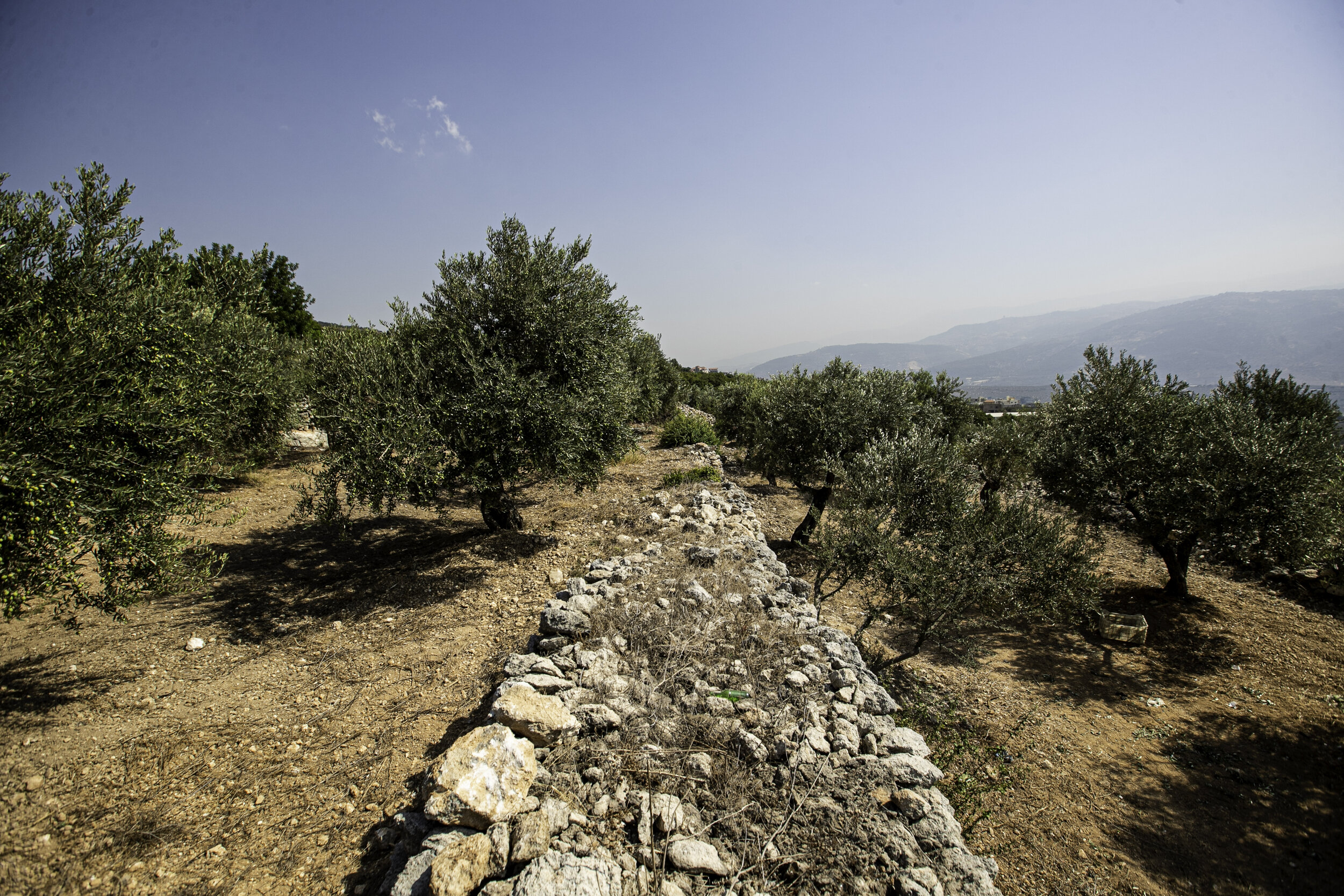 Olive harvest at ardeh  by Jose Daou-5725.jpg