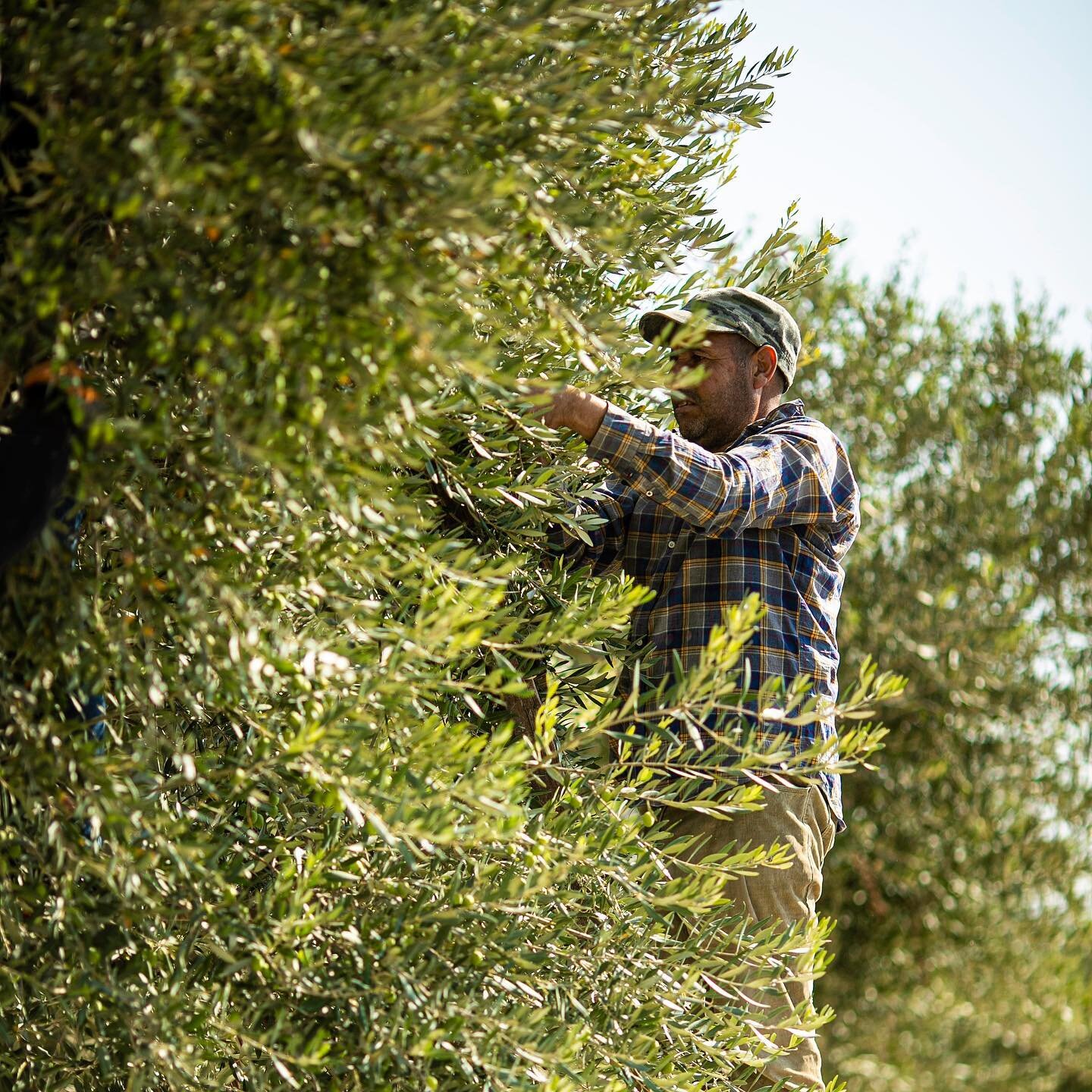 And with that our 2021 Olive Harvest comes to a close. Did you know that the olive harvest yield varies greatly from year to year depending on such things as that years&rsquo; weather and rainfall, but primarily because olives are an alternate bearin