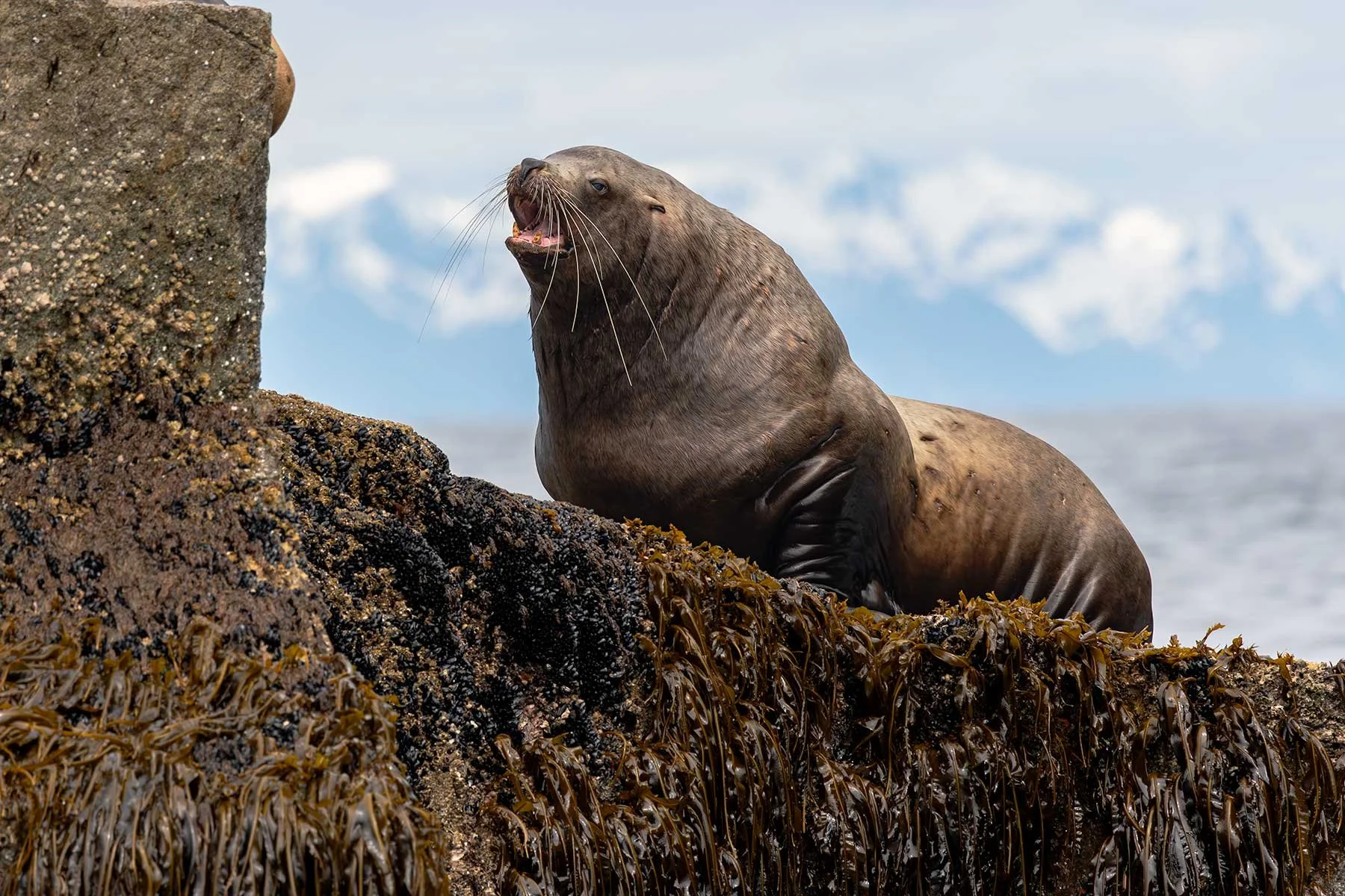 Steller Sea Lion - Vocalizing
