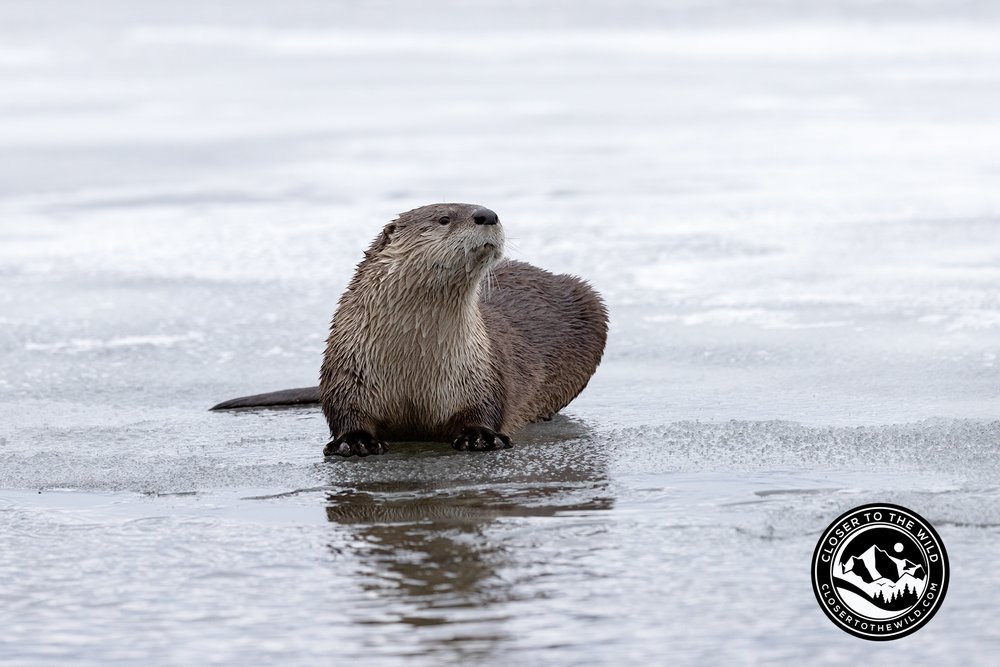 River Otter - Ice Edge — Closer to the Wild