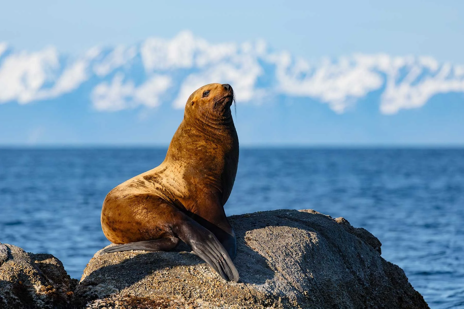 Steller Sea Lion - Mountain Backdrop