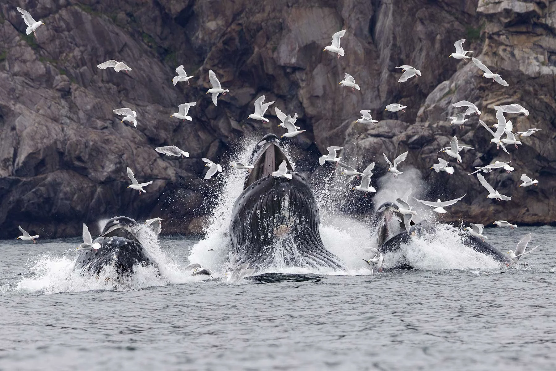 Humpback Whales - Powerful Display