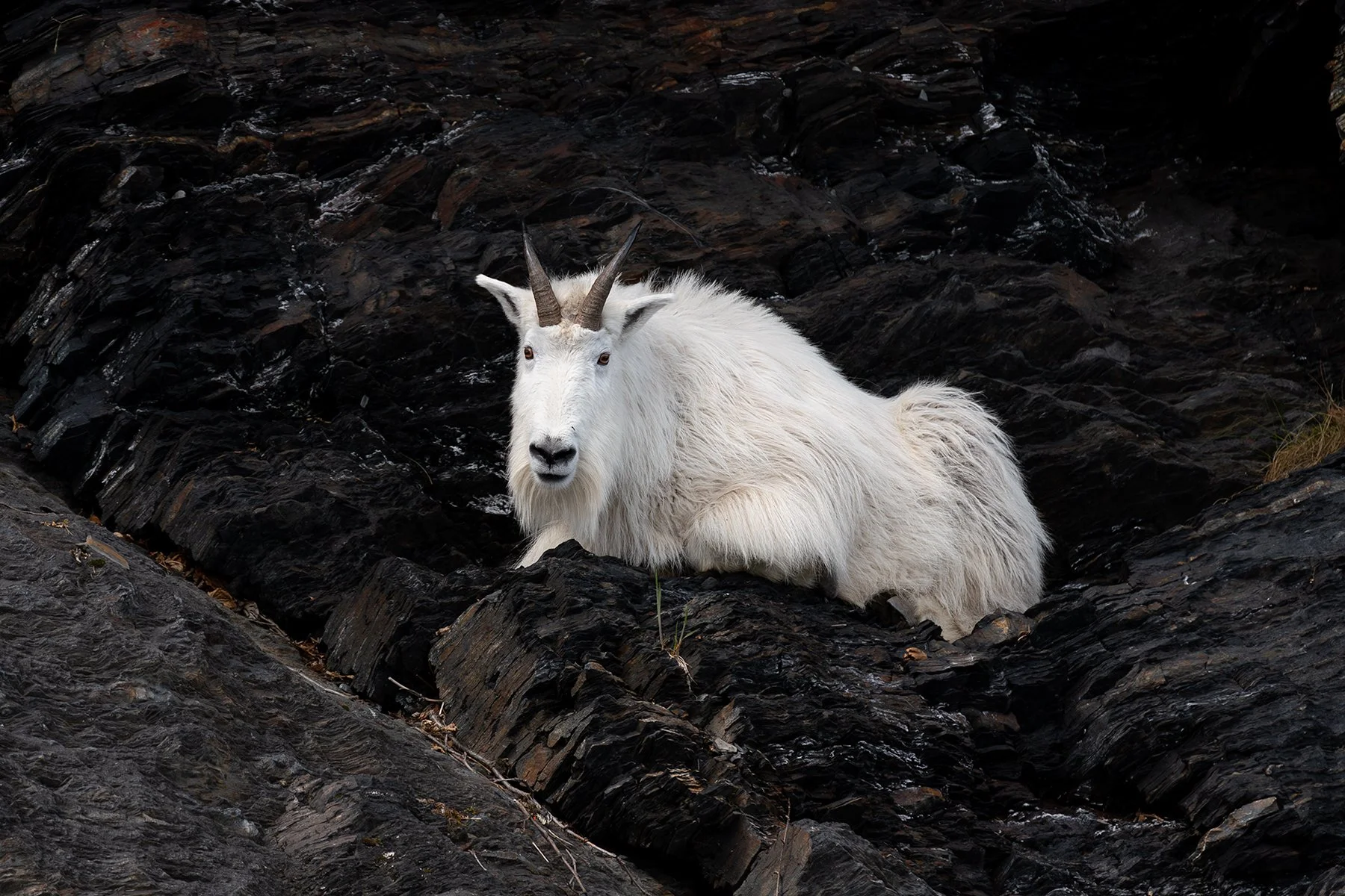 Mountain Goat, Near the Waters Edge