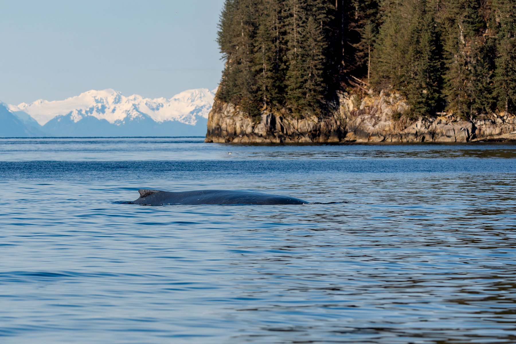 Humpback Whale on the surface - Beautiful Surroundings