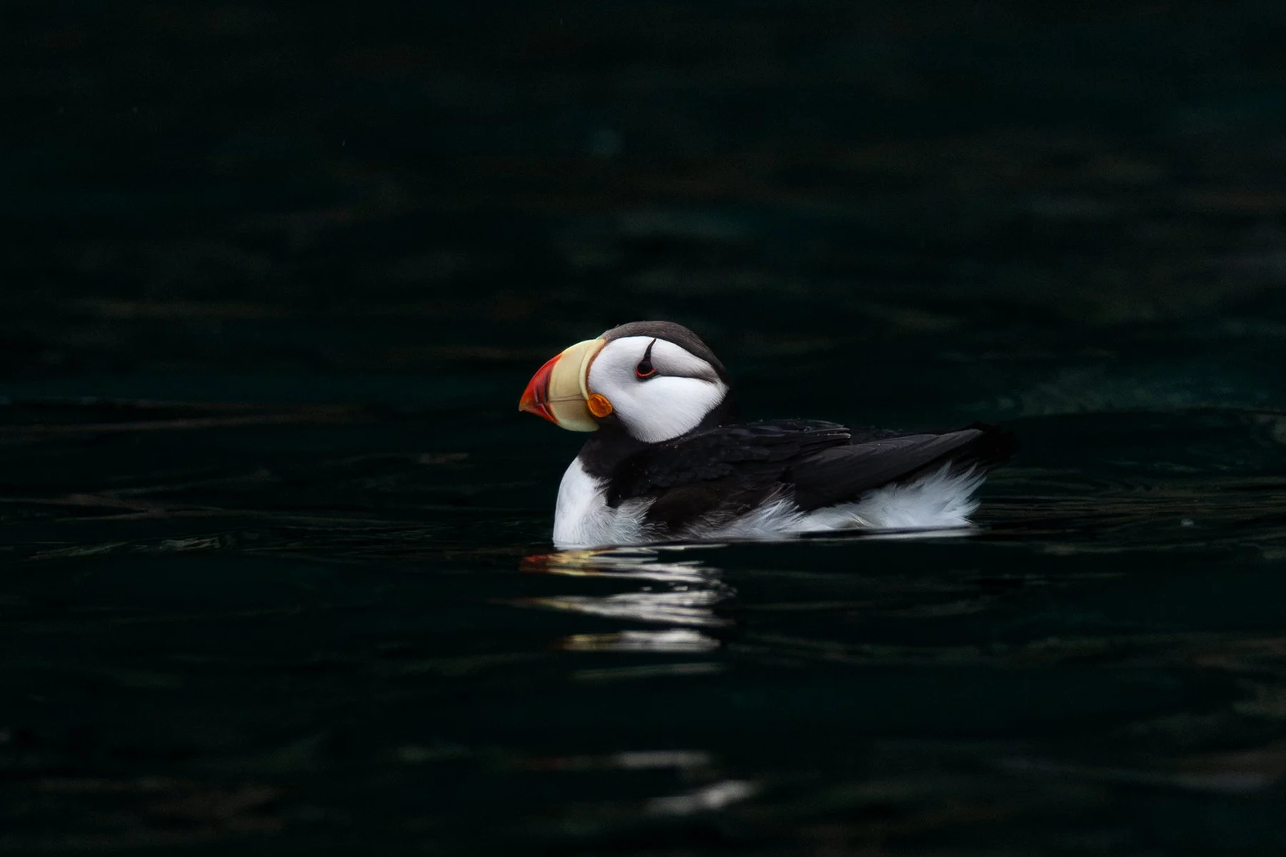 Horned Puffin - Spotlight