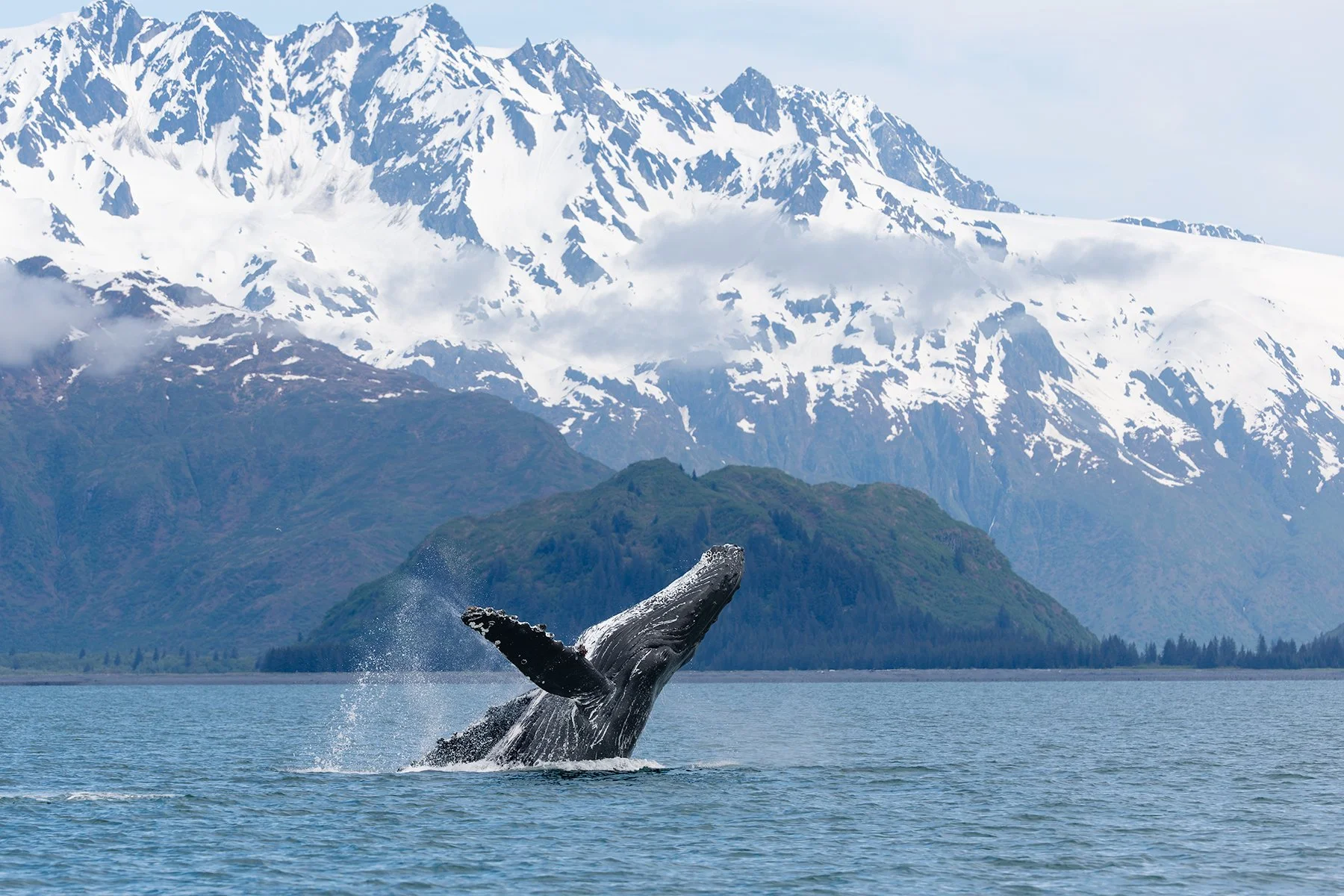 Mountain Peak Breach - Humpback Whale
