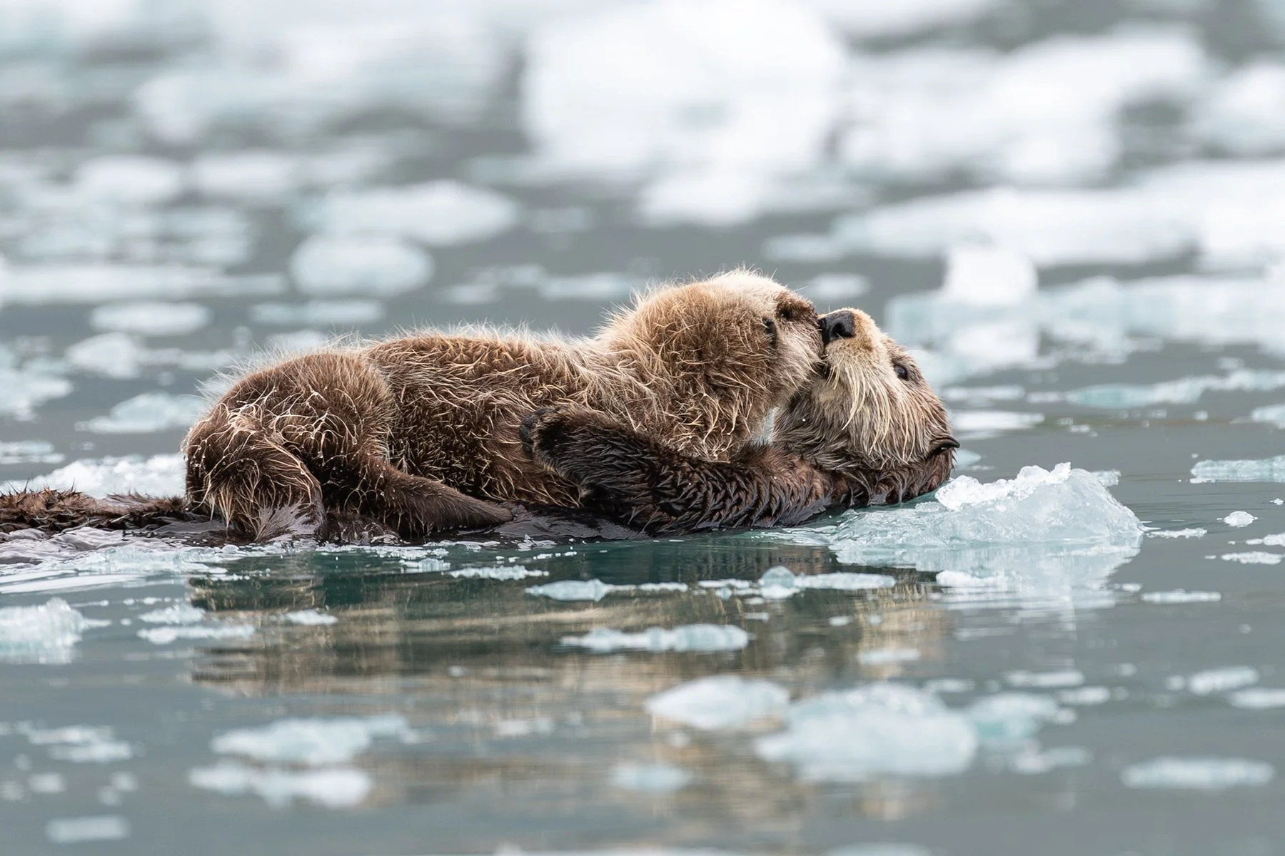 Sea Otter with Pup