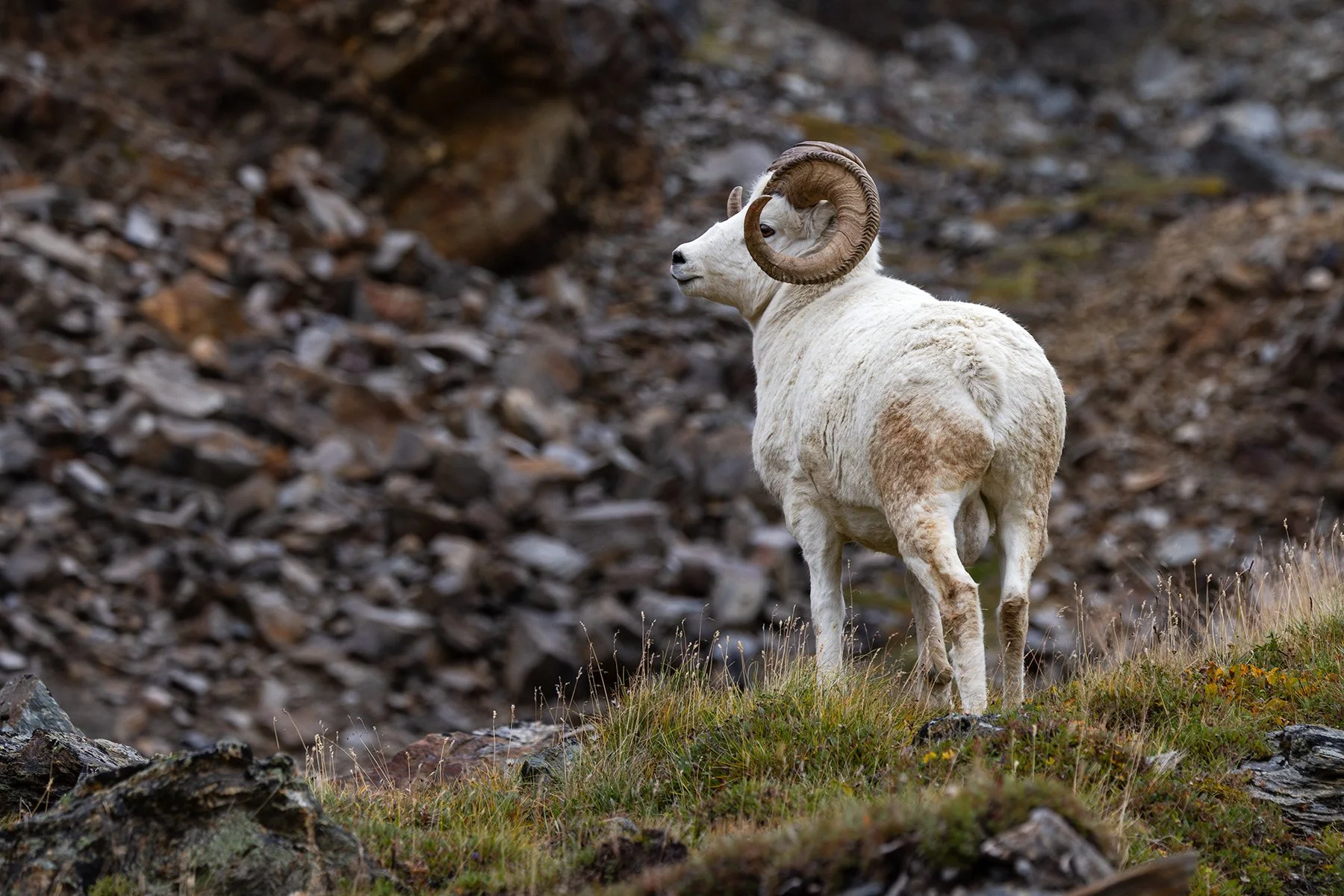 Dall Sheep Ram - Full Curl