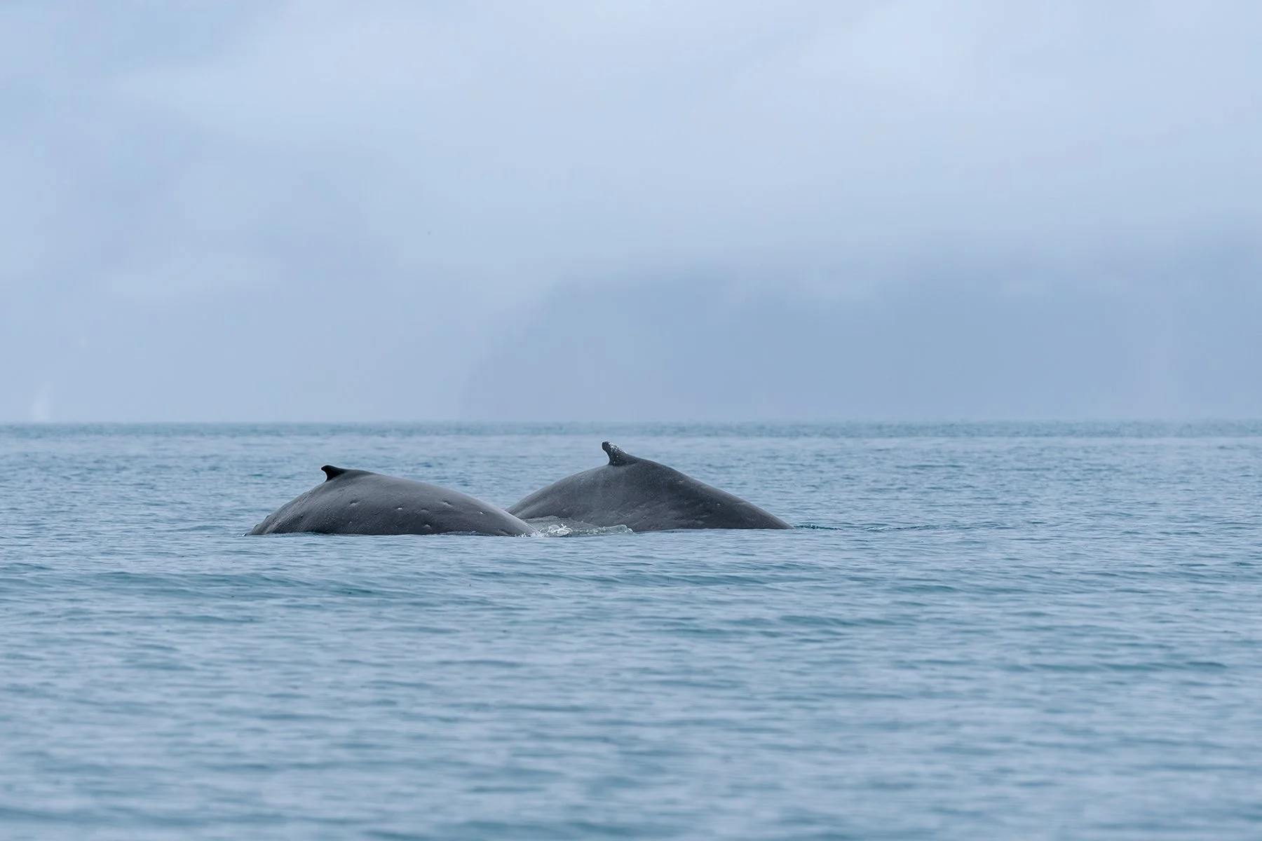 Mom and Calf Surface - Humpback Whales