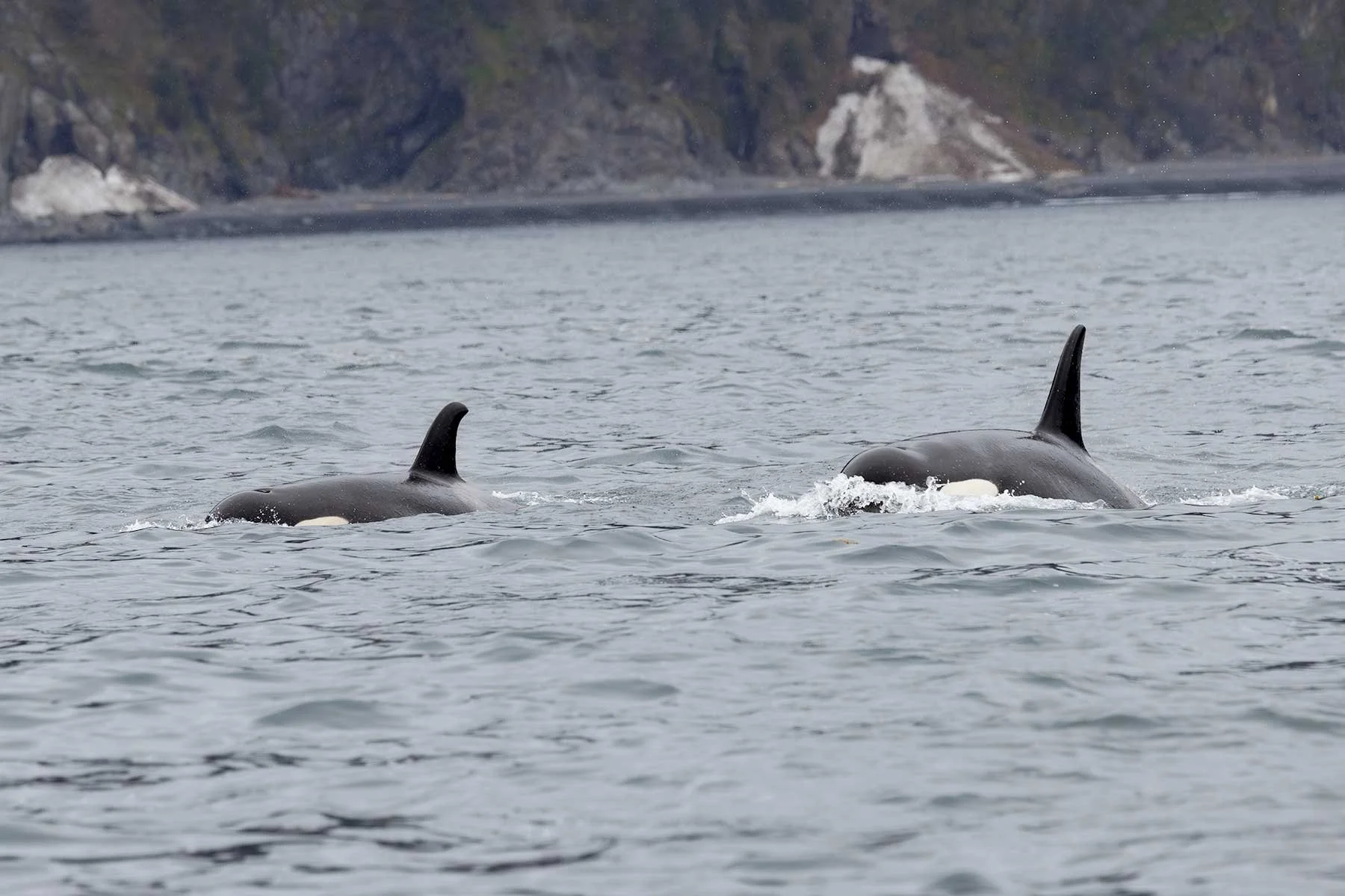 Orca Pair