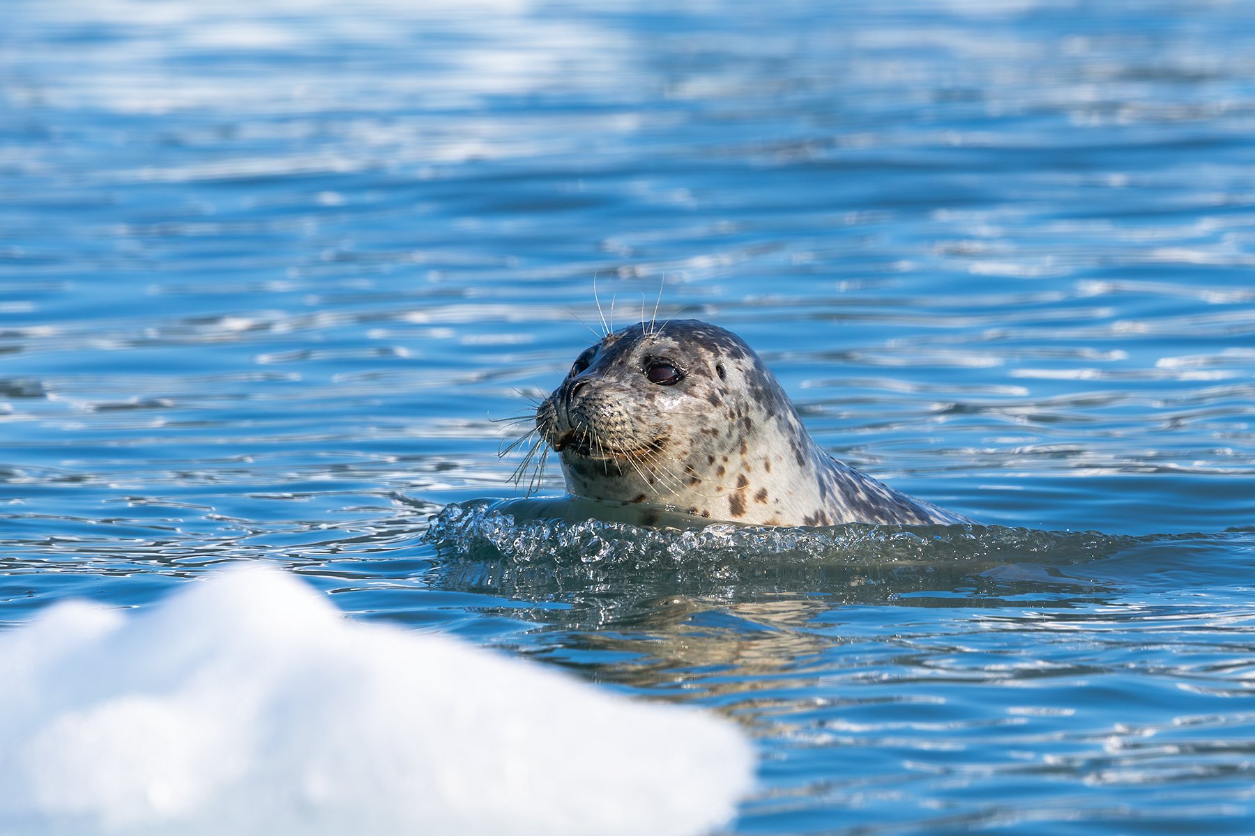 Harbor Seal Sunny Day