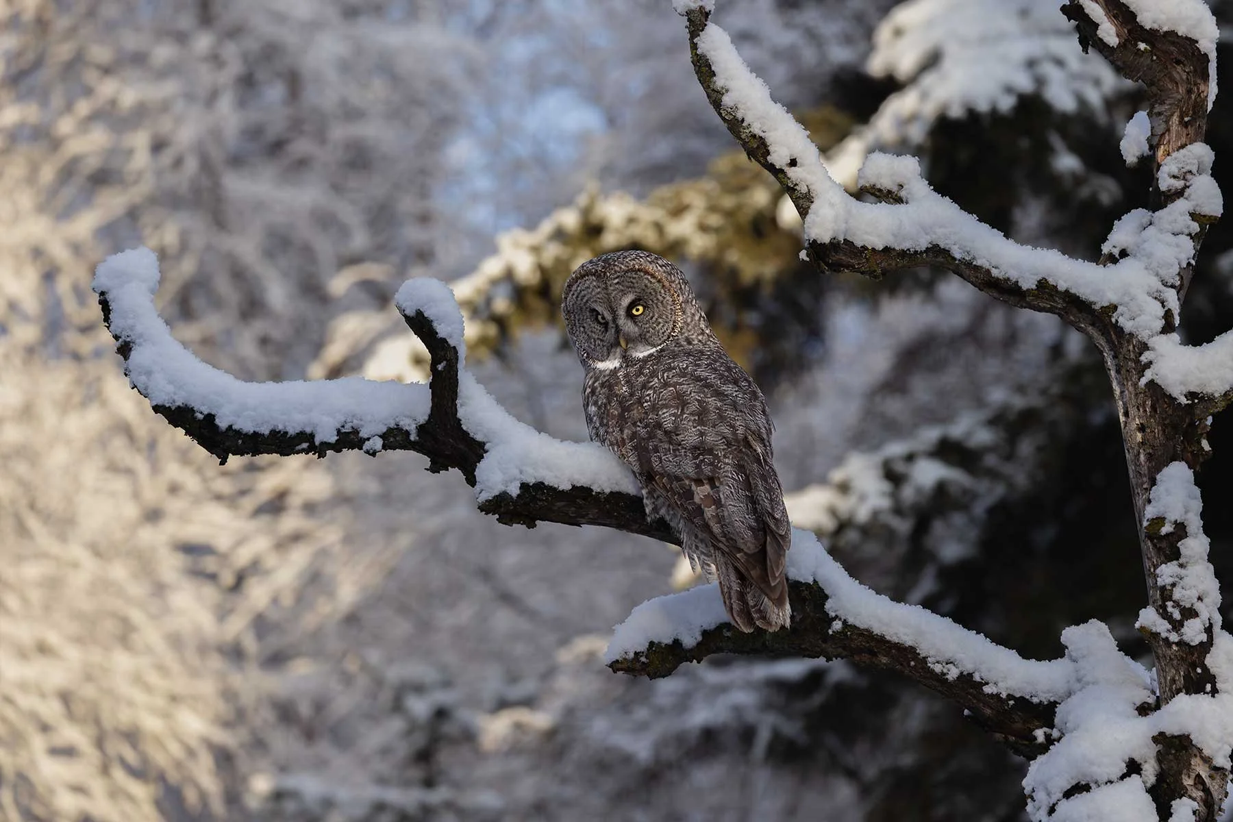 Great Gray Owl - Last Light