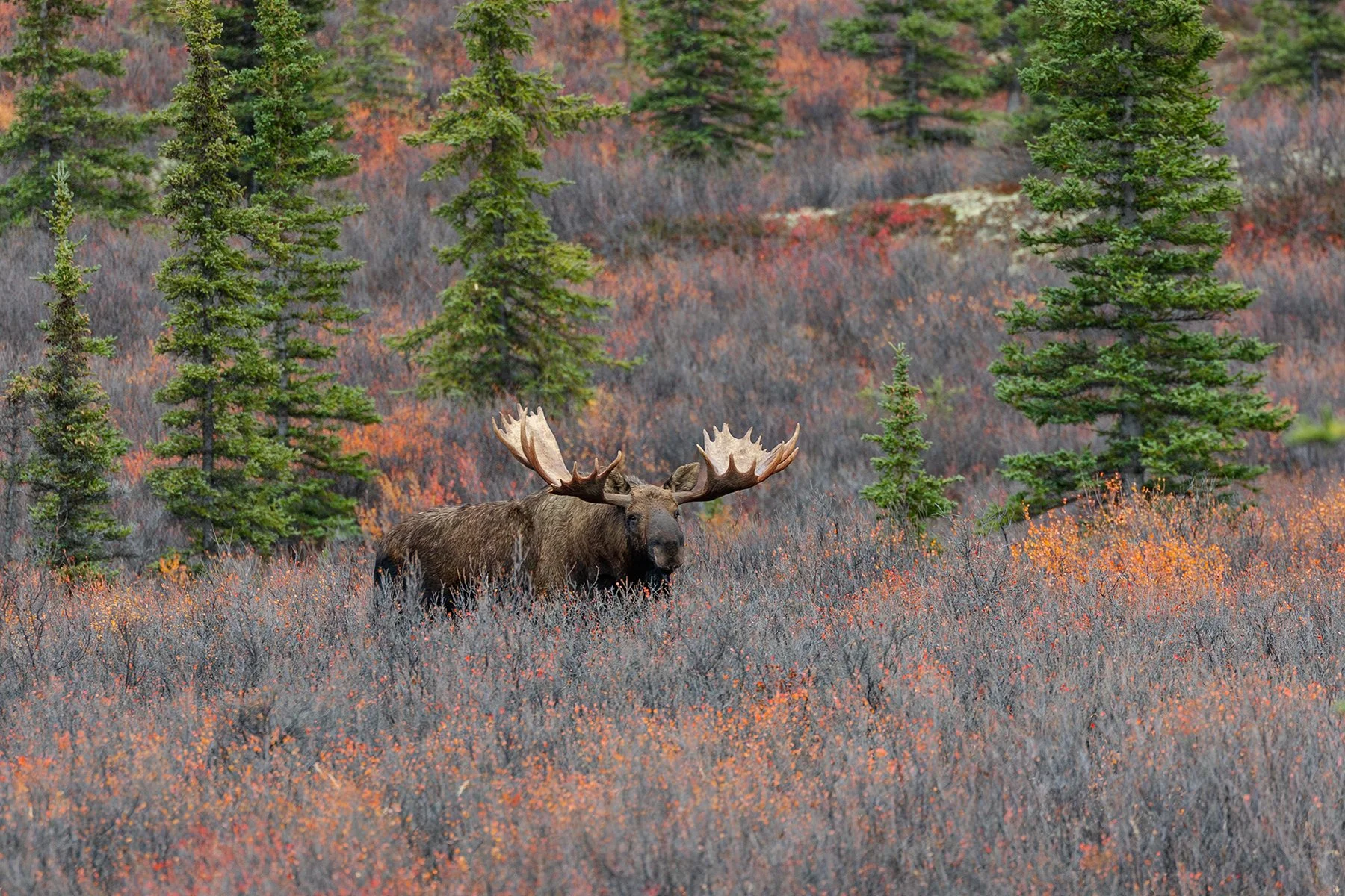 Bull Moose - Big Country