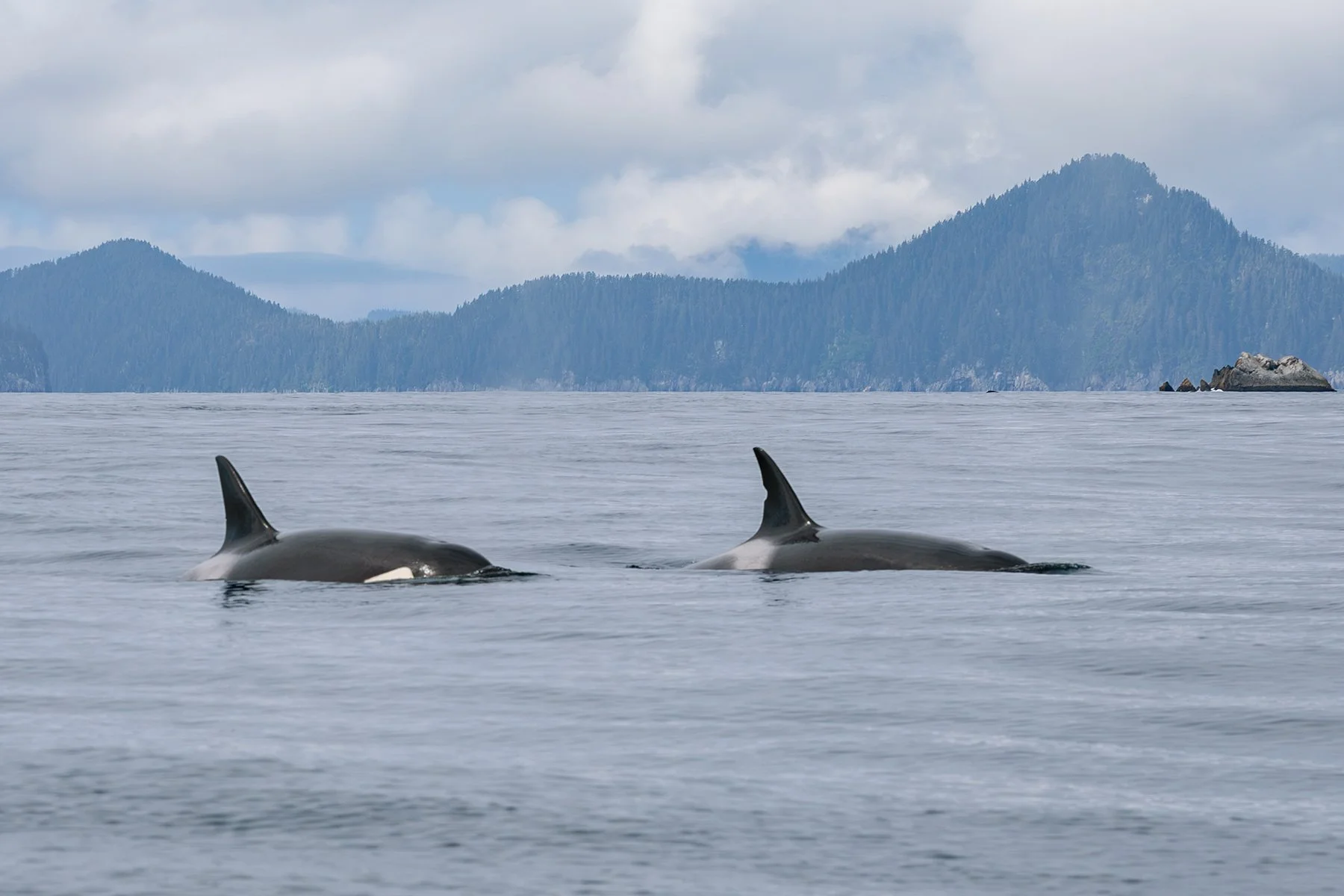 Orca Pair - Surface
