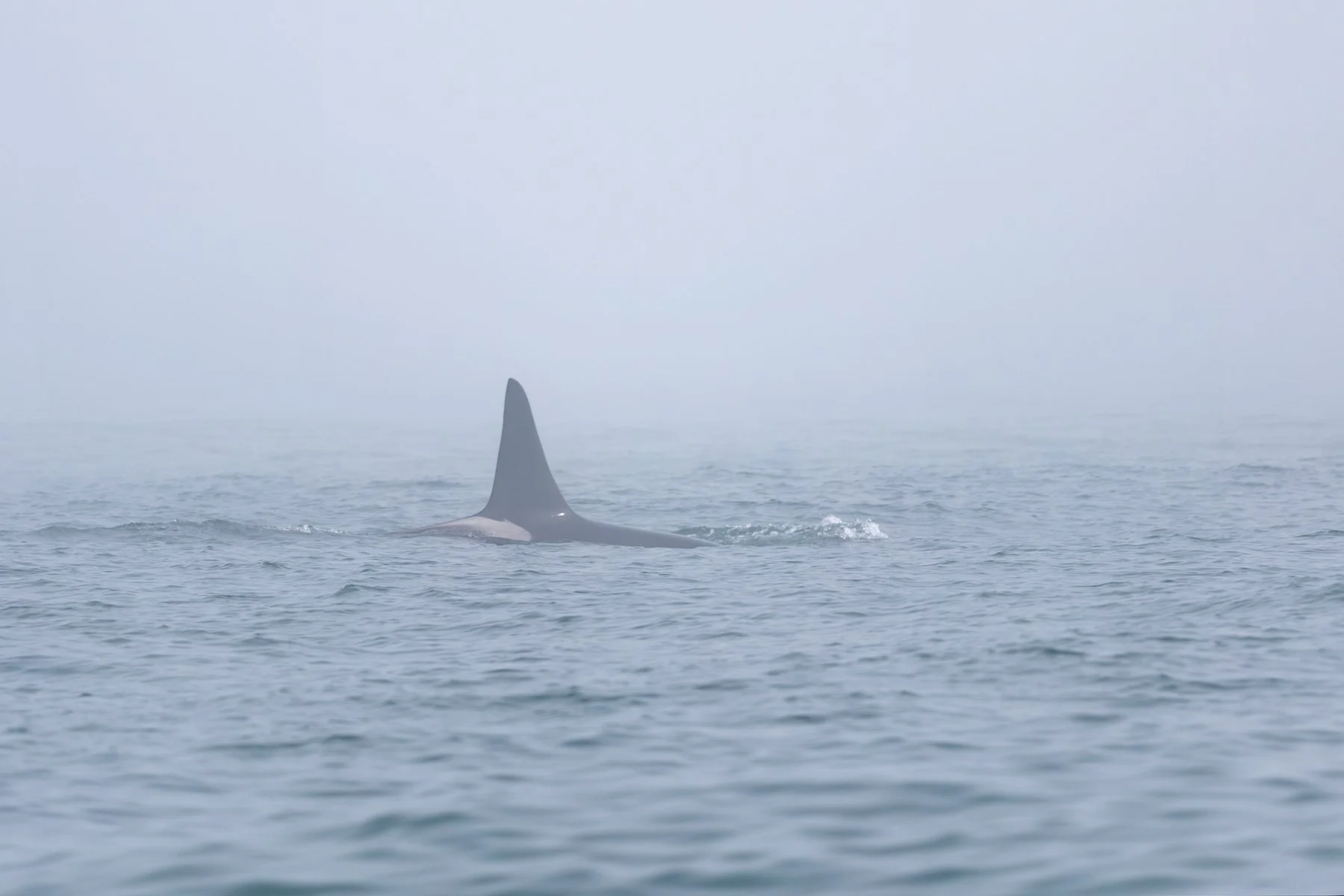Orca Appearing through the Fog