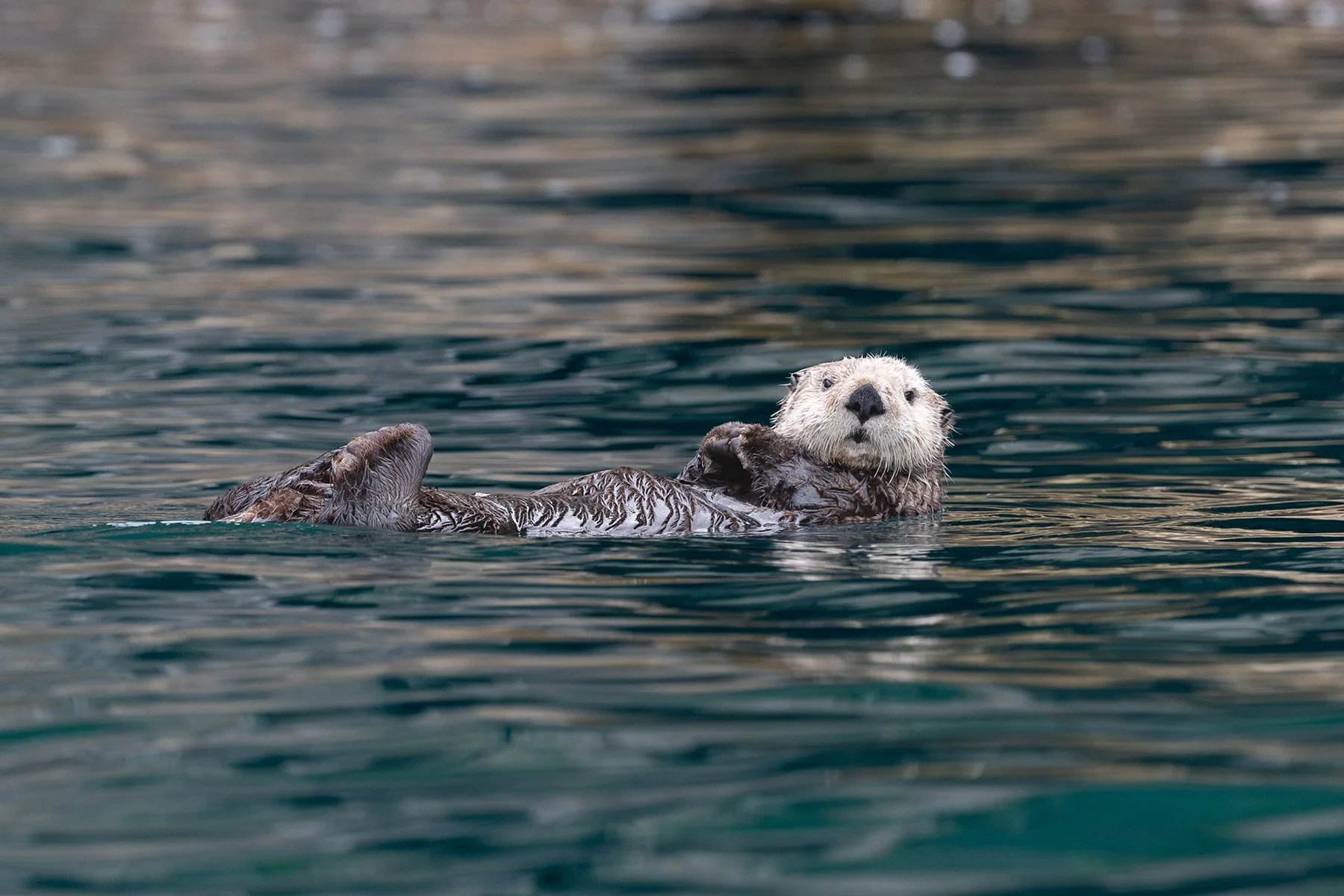 Sea Otter