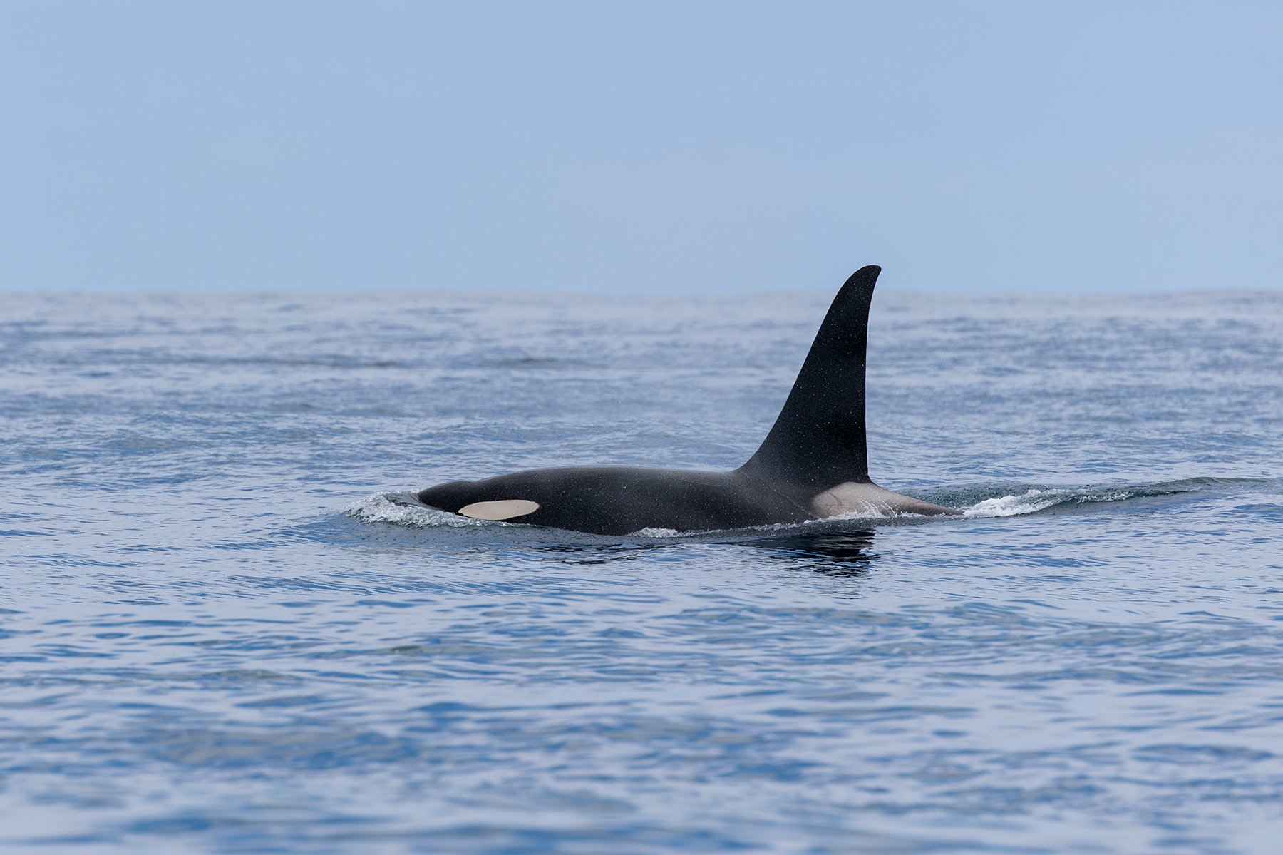 Bull Orca
