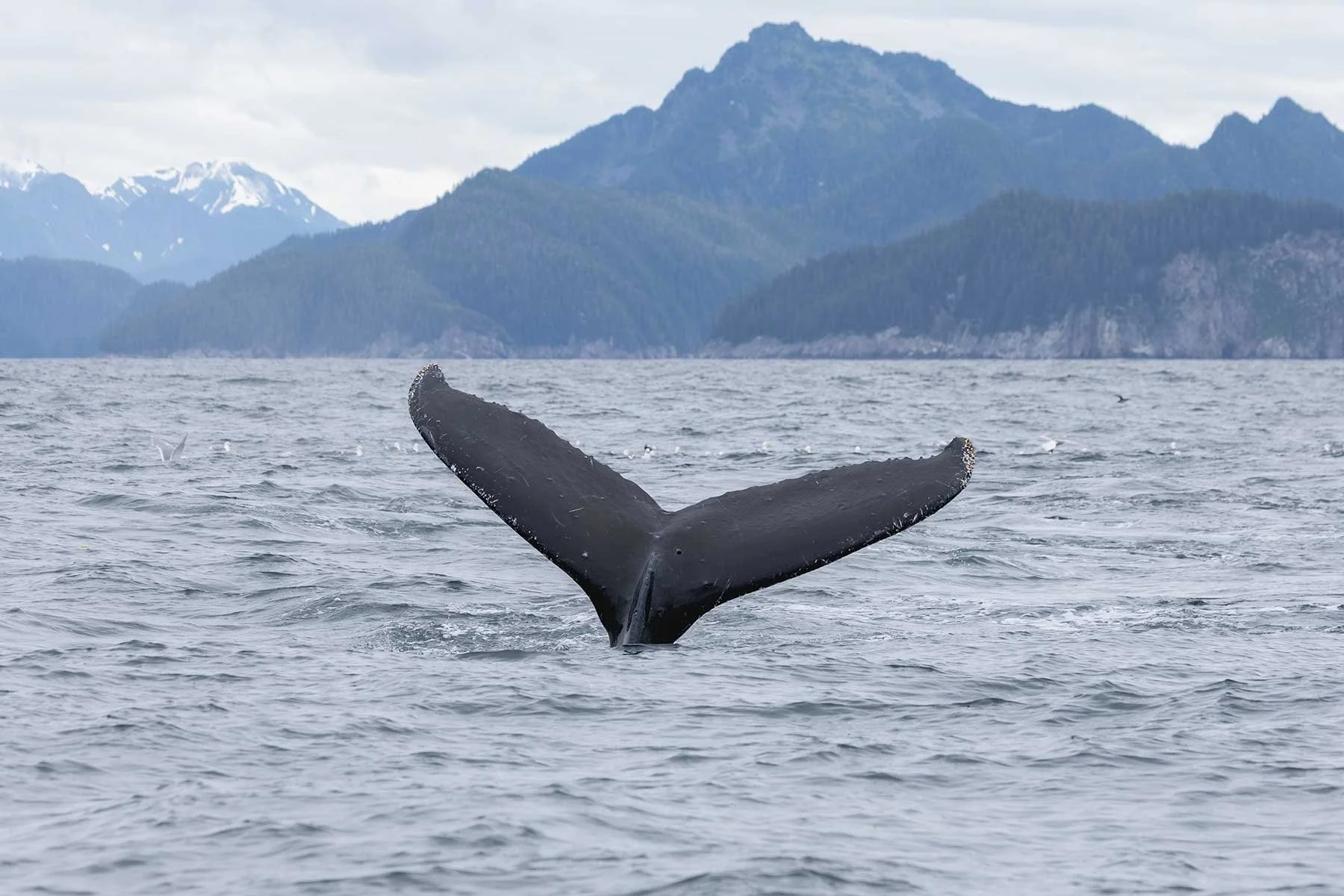 Humpback Whale Fluke - Mountain Backdrop