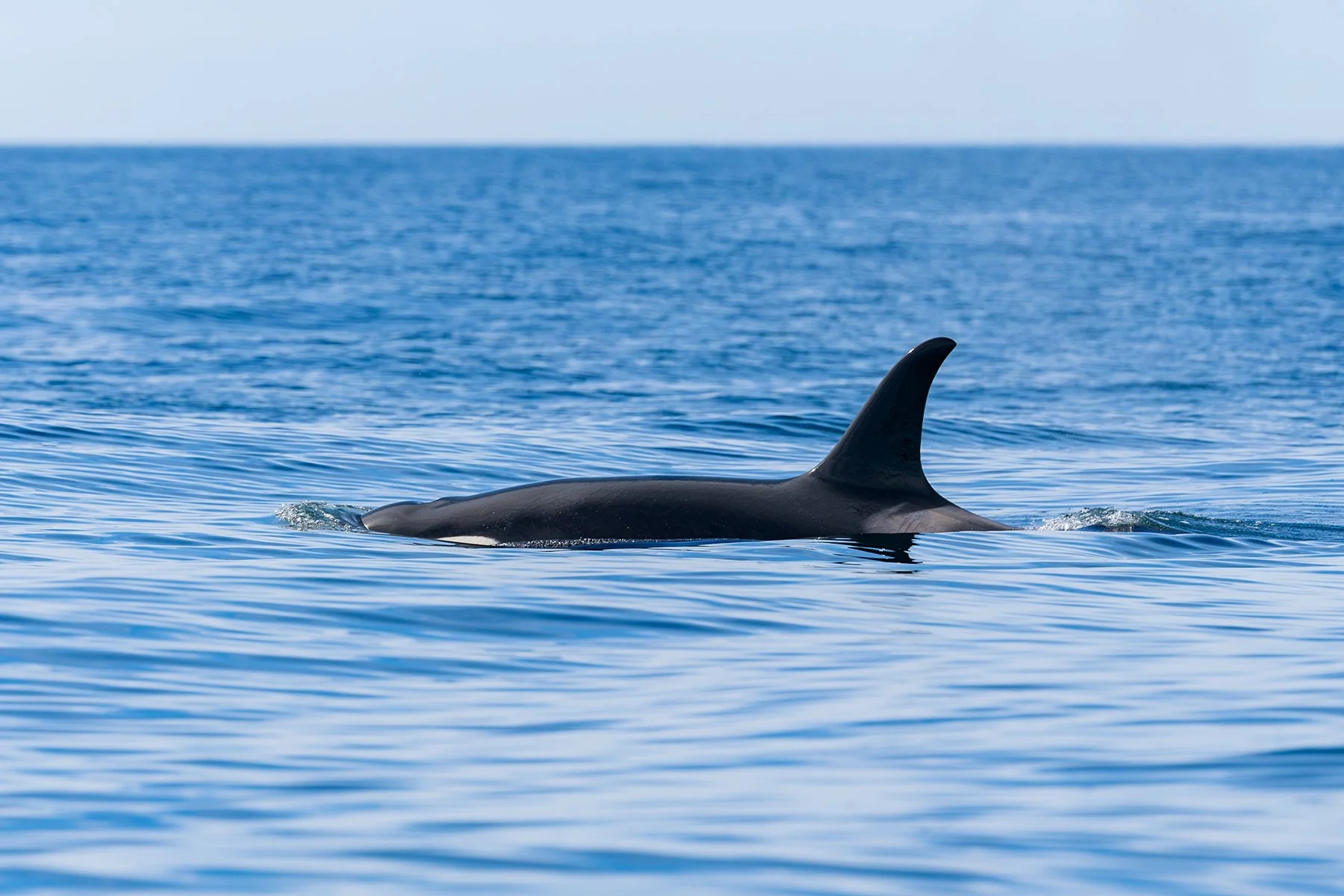 Surfacing Orca