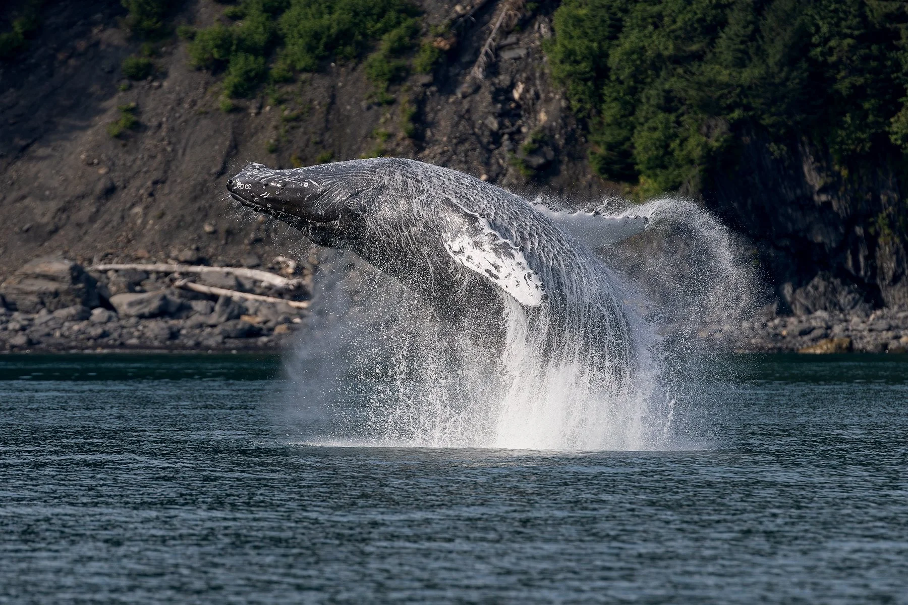 Humpback Breaching!