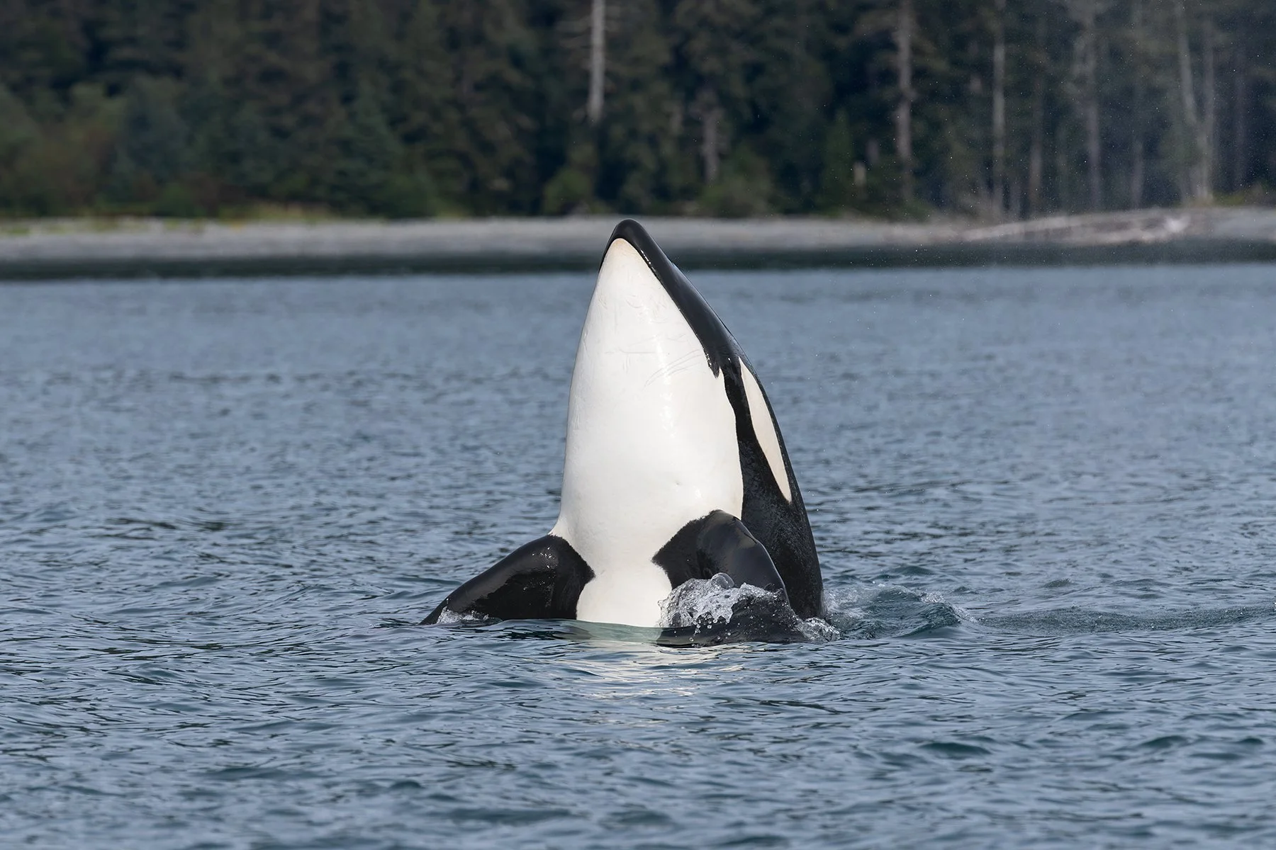 Spyhopping Orca (Killer Whale)