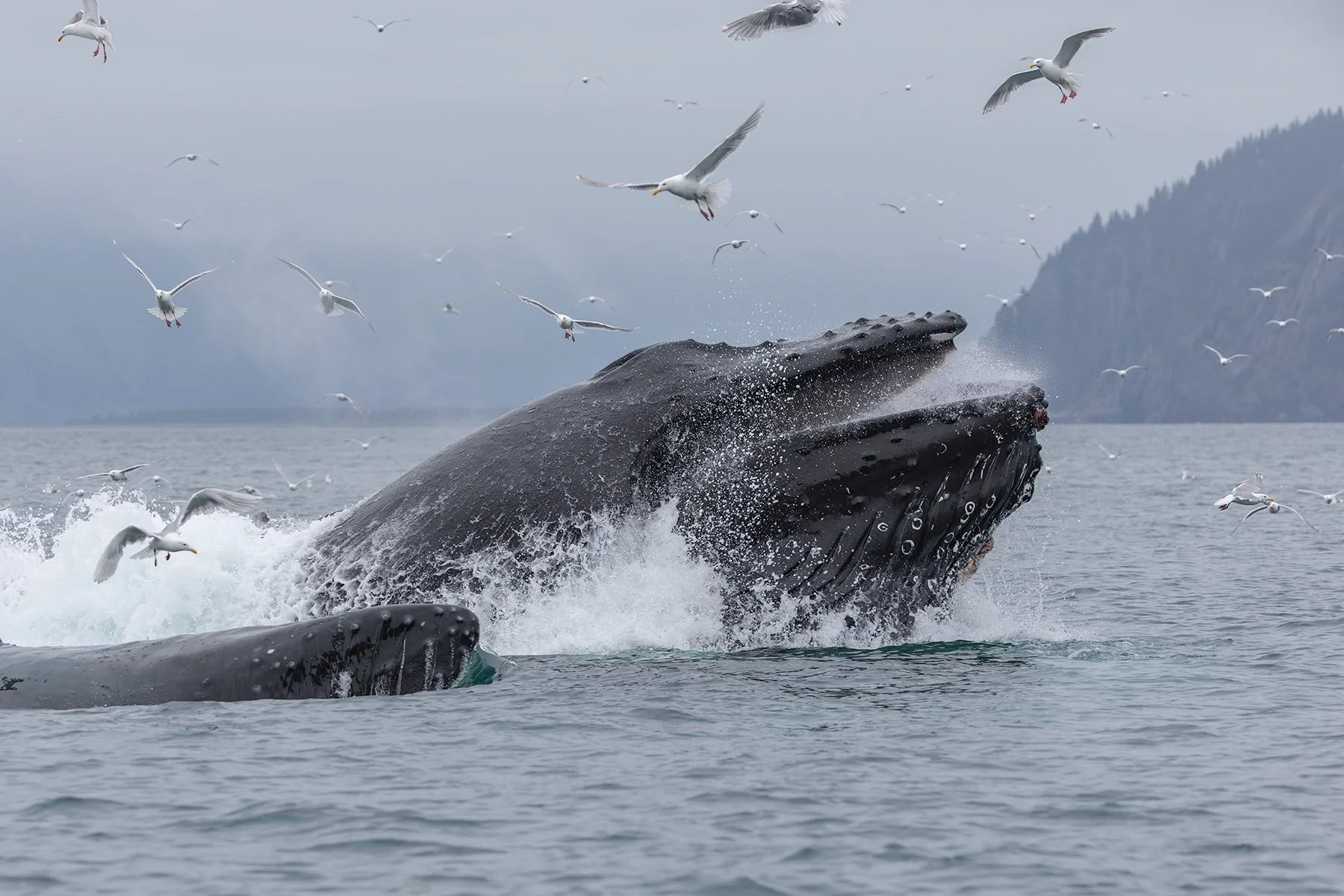 Humpback Whales - Feeding Frenzy