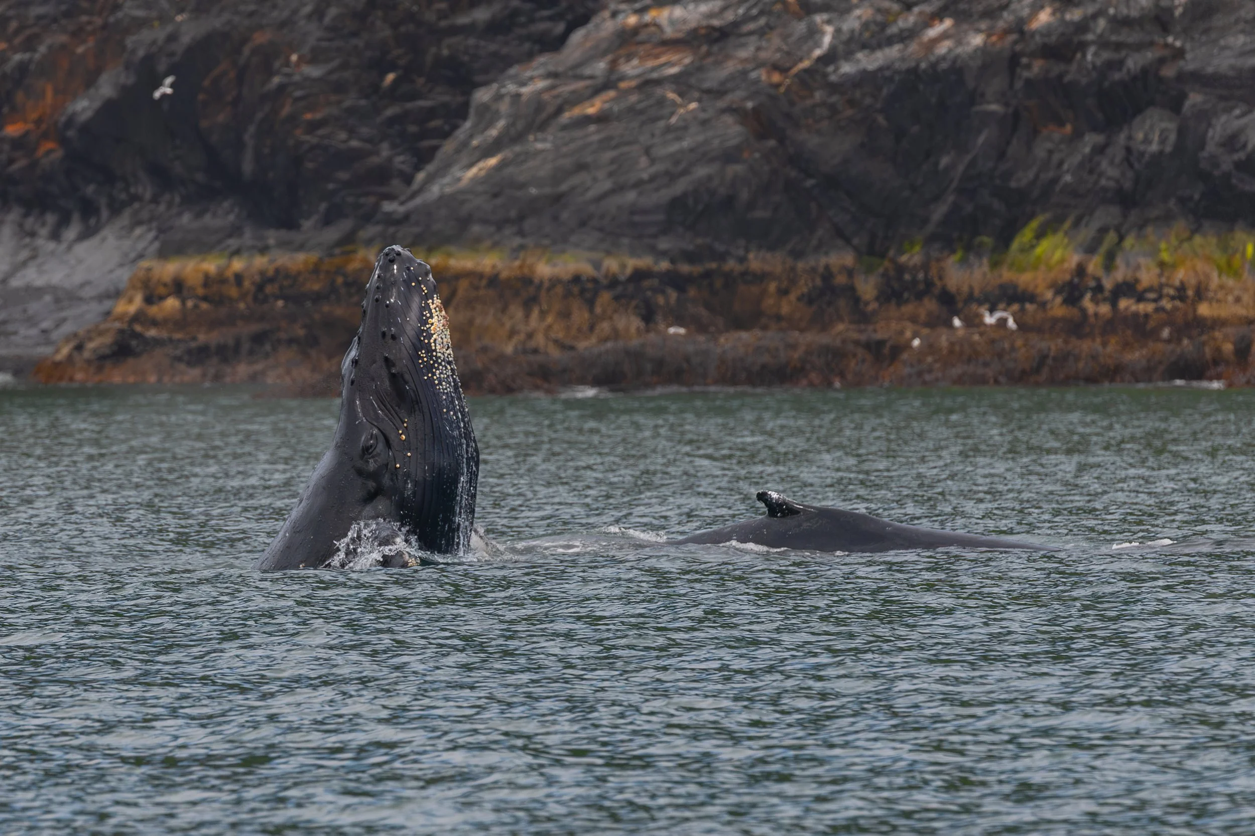 Humpback Whale Calf - Spyhopping