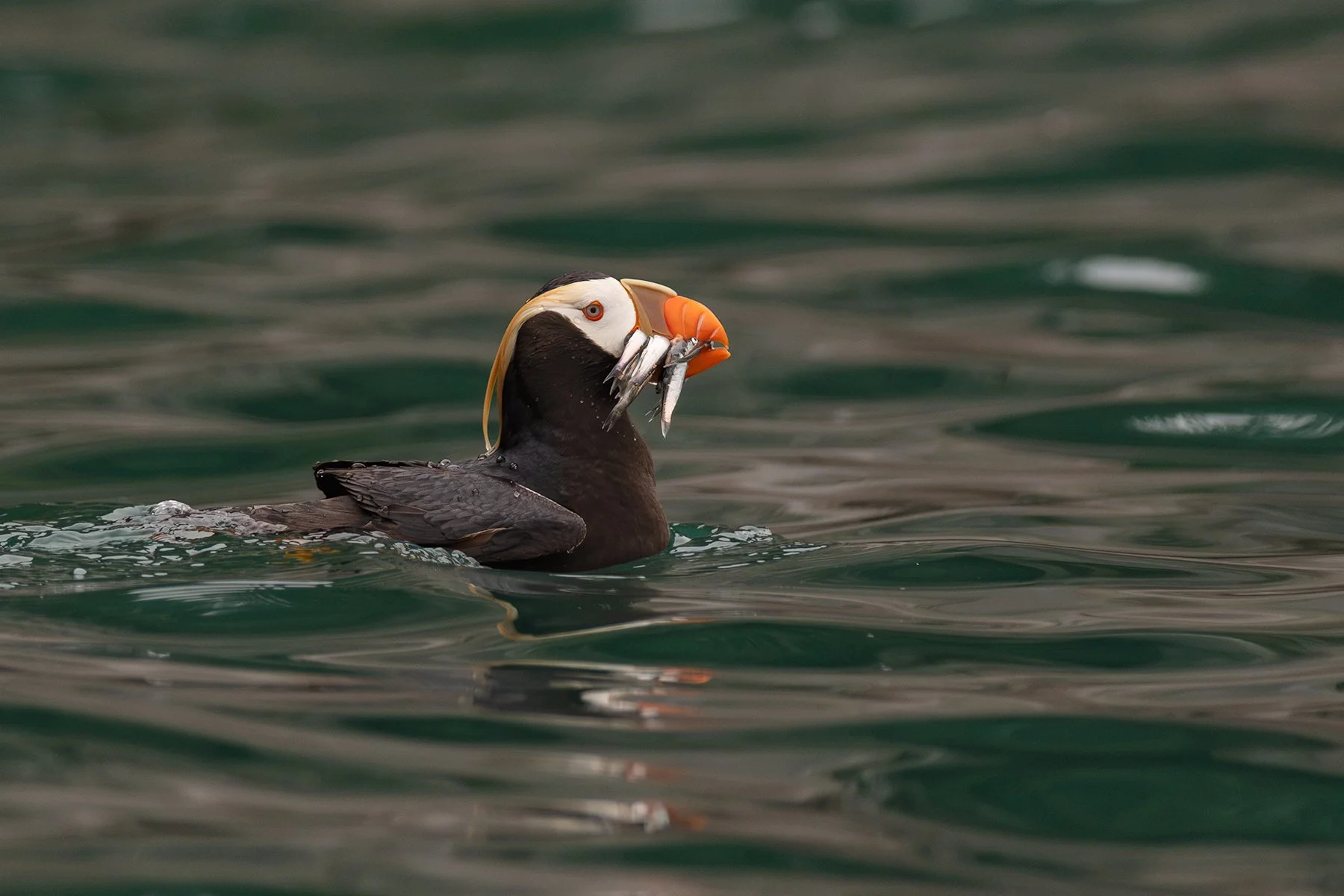 Tufted Puffin - Feeding on Fish!