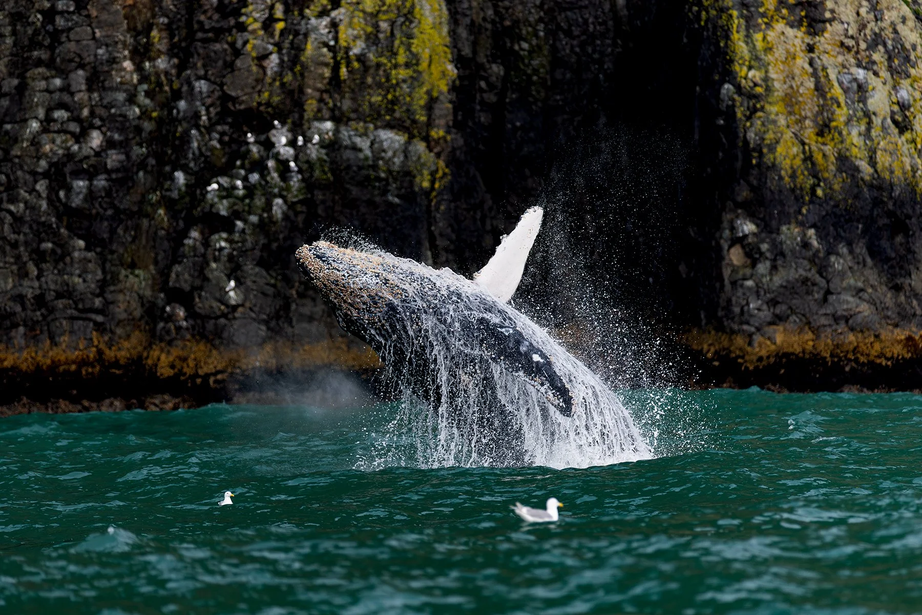 Breaching Humpback Whale (Cape Res)
