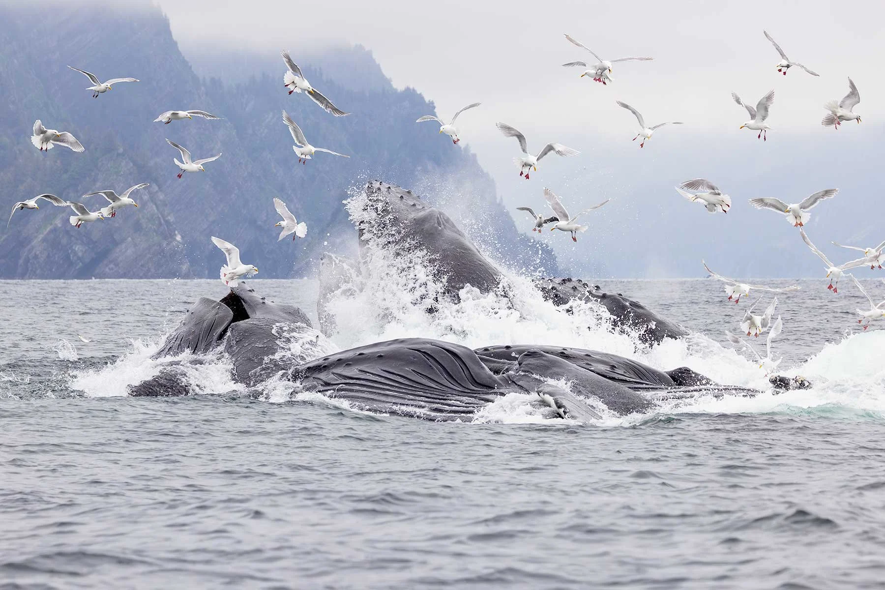 Humpback Whale - Bubble-net Feeding Action