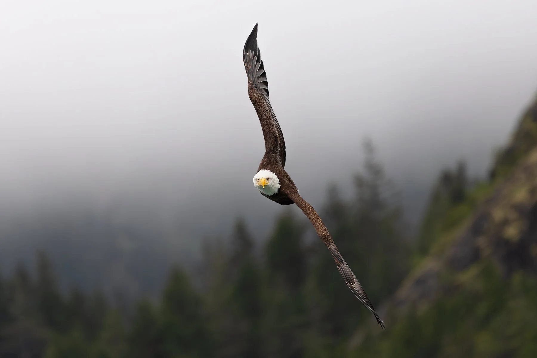 Bald Eagle - Fog and Mist