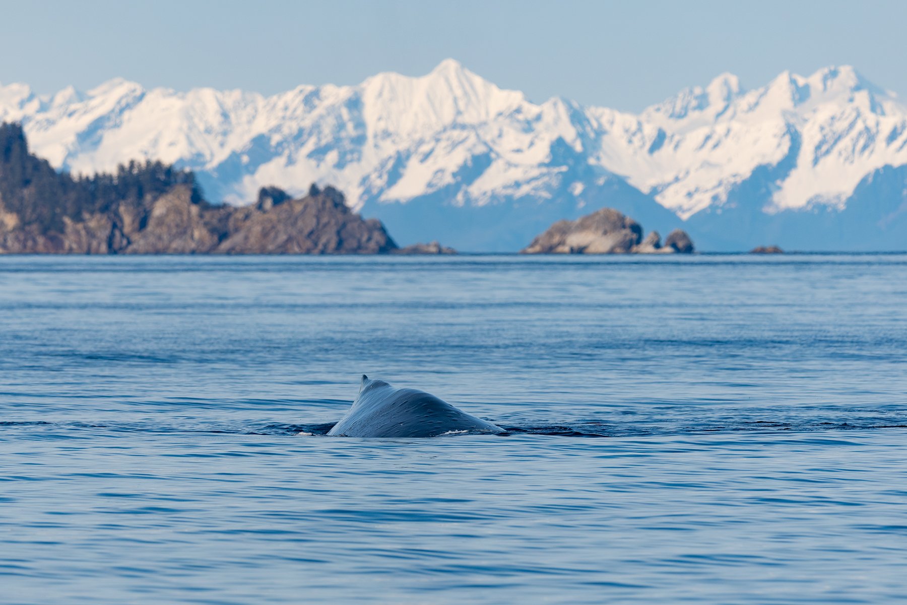 Alaska Evening with Humpback Whale