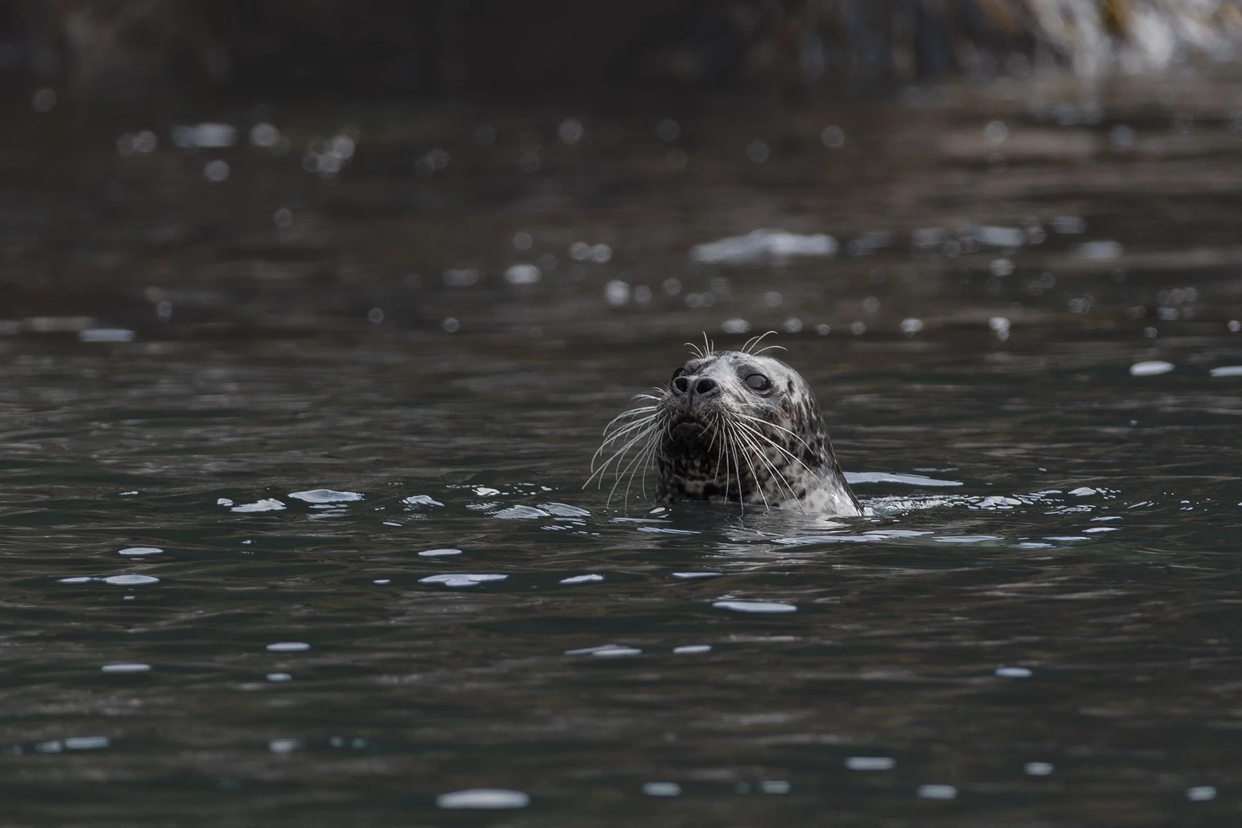 Harbor Seal - Whiskers