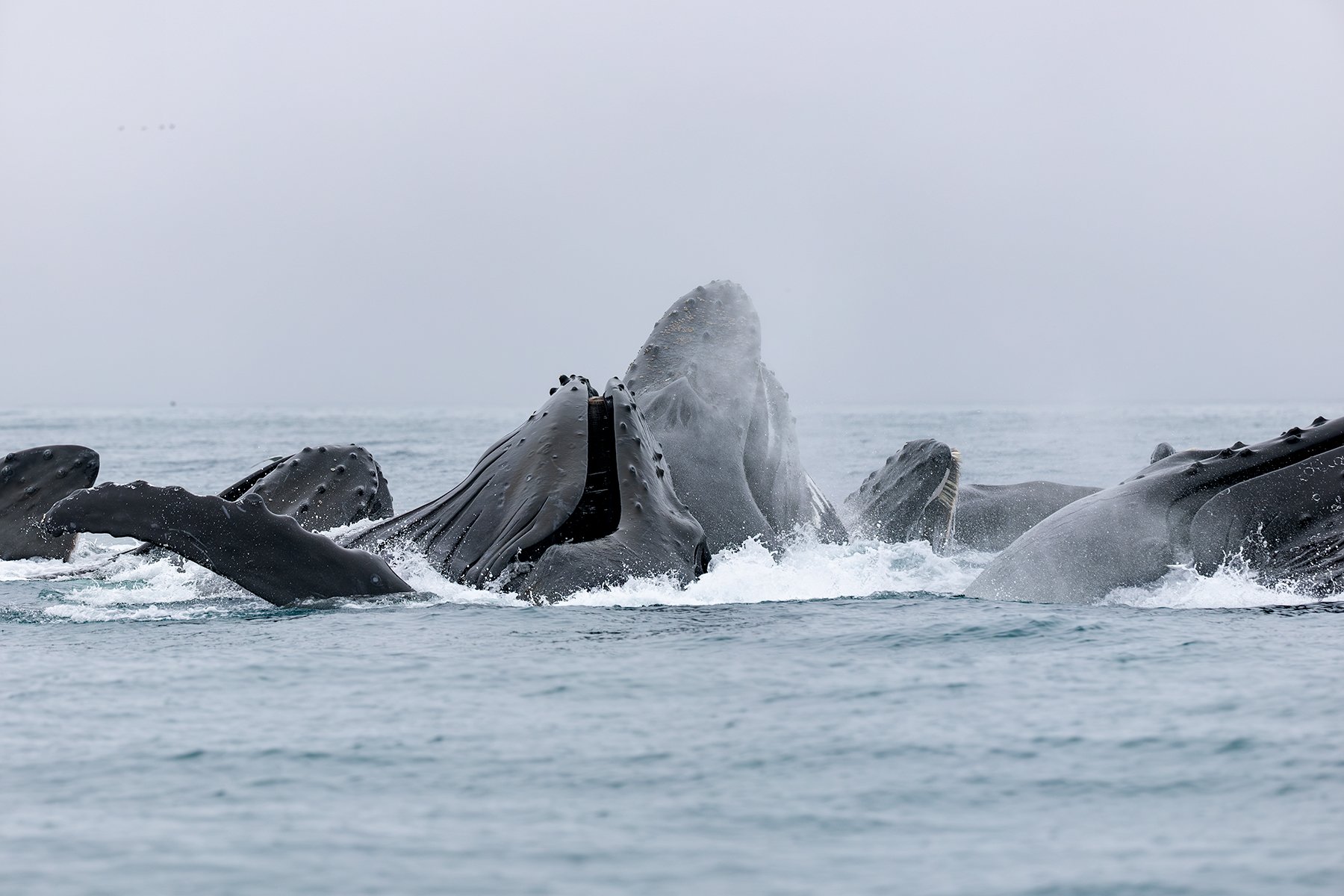 Humpback Whales - Bubble-net Feeding
