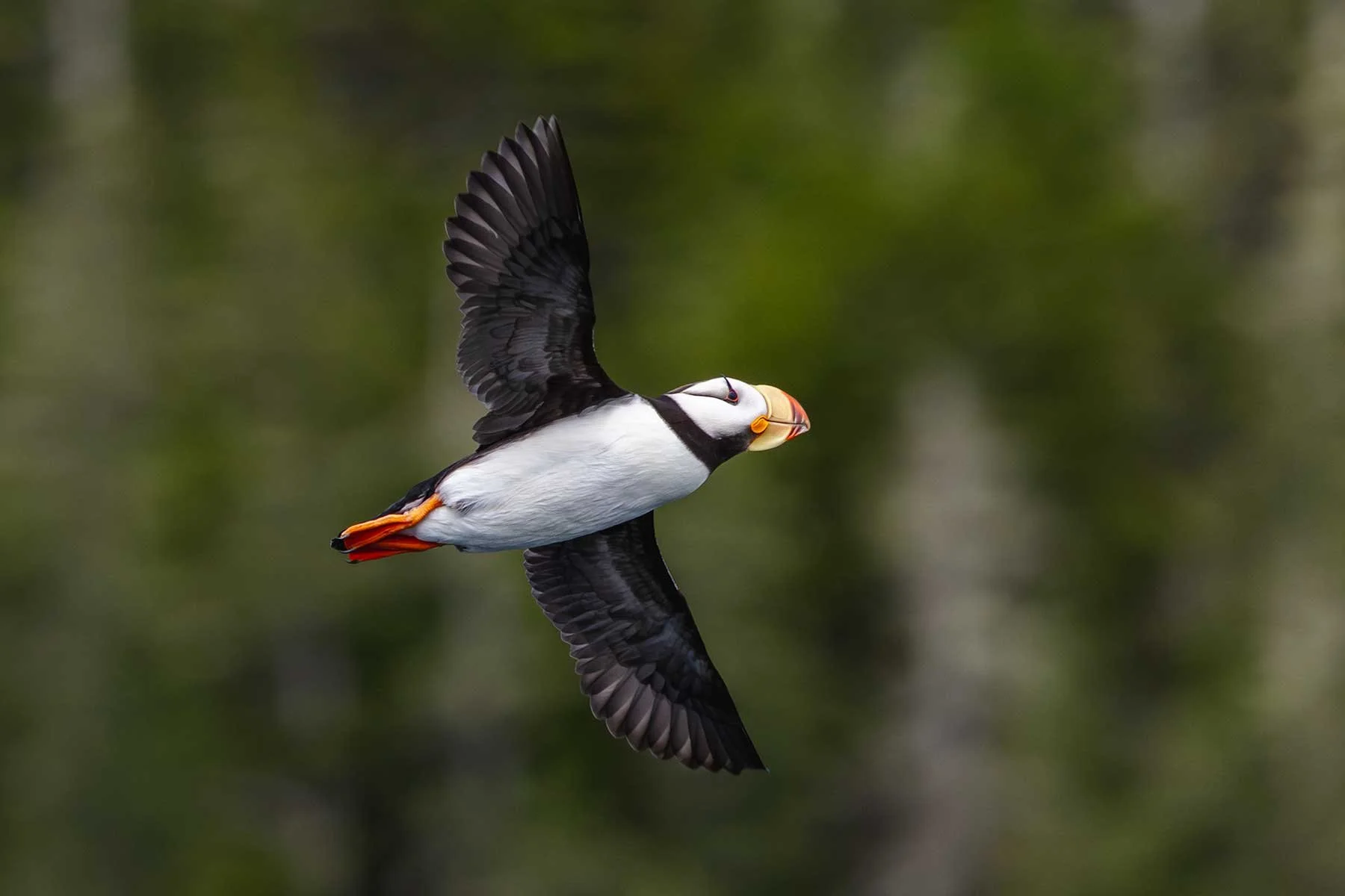 Horned Puffin In-flight