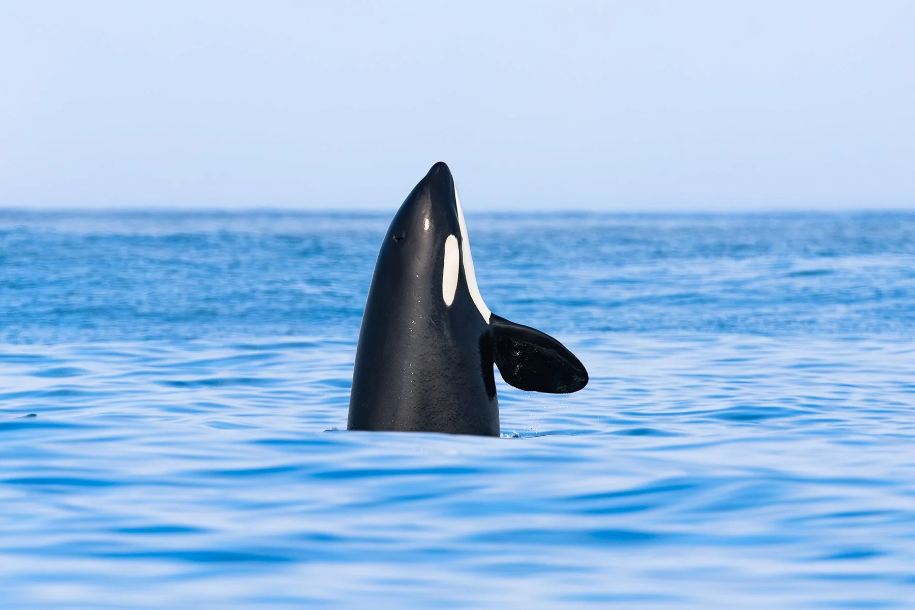 Orca - Spyhop