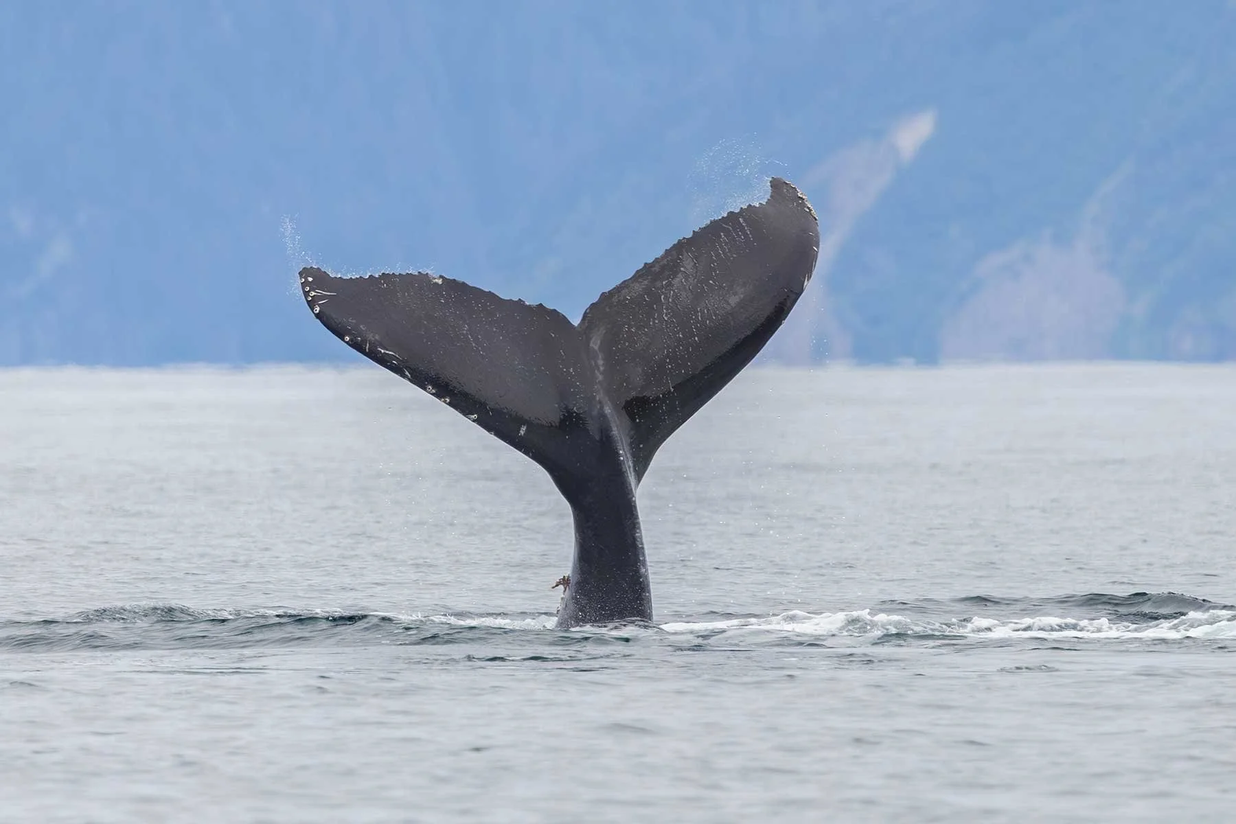 Humpback Whale Fluke