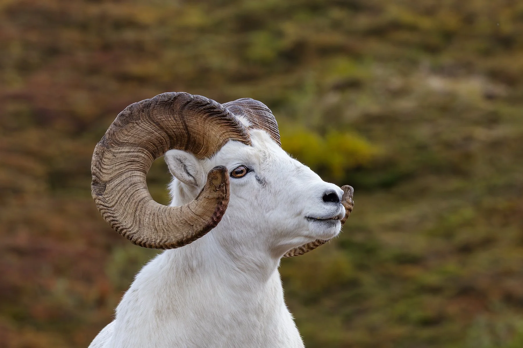 Dall Sheep Ram - Portrait