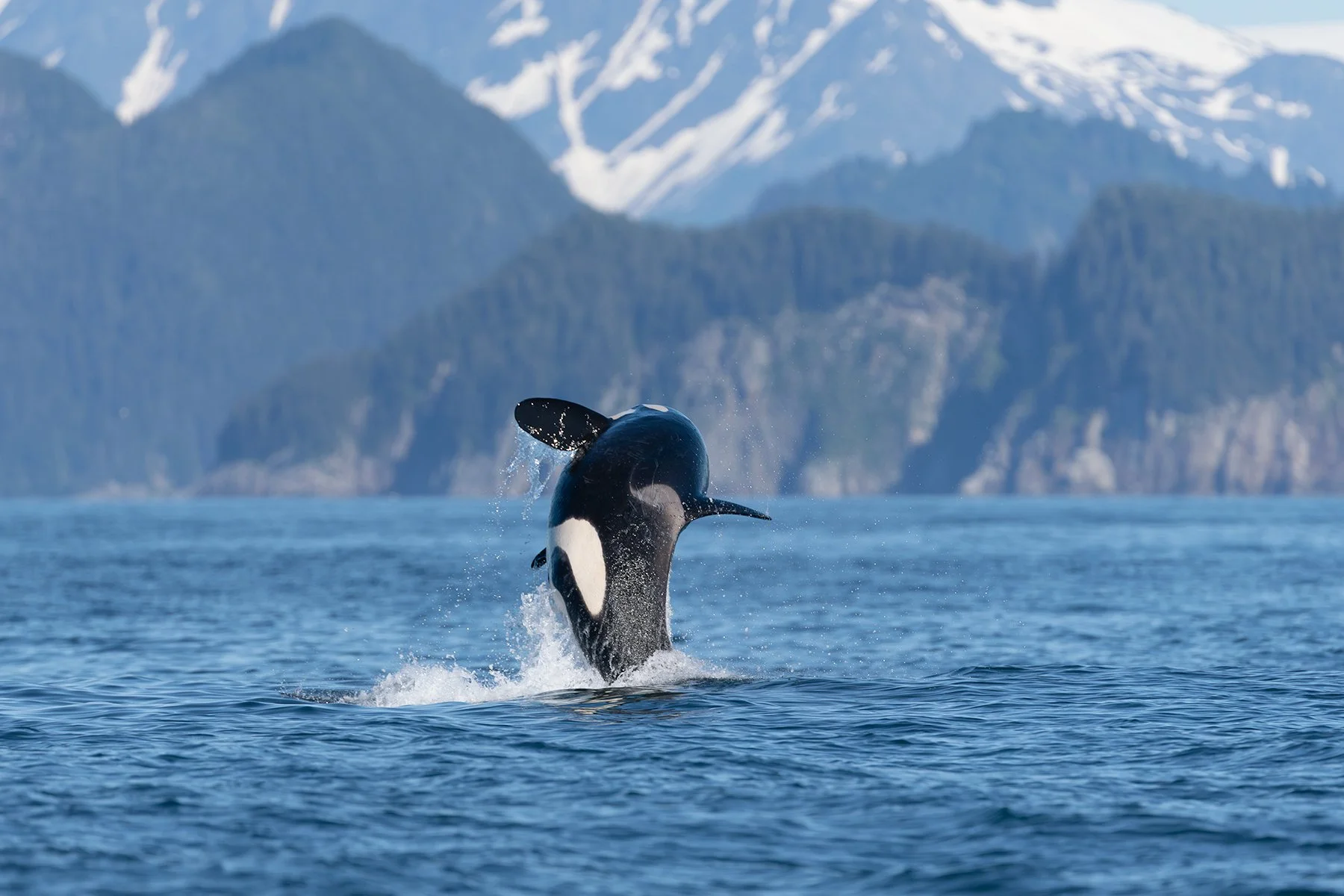 Orca Breach