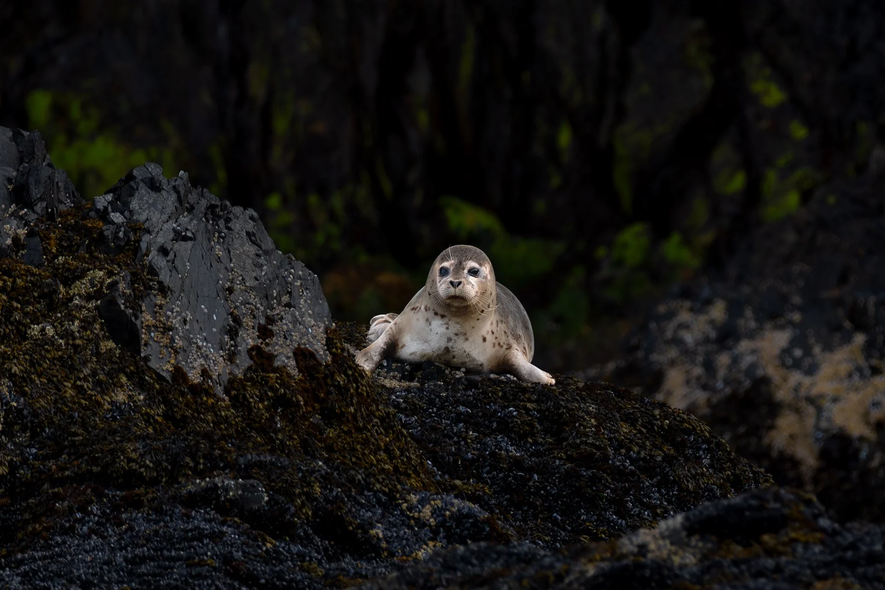 Harbor Seal - On the Rocks