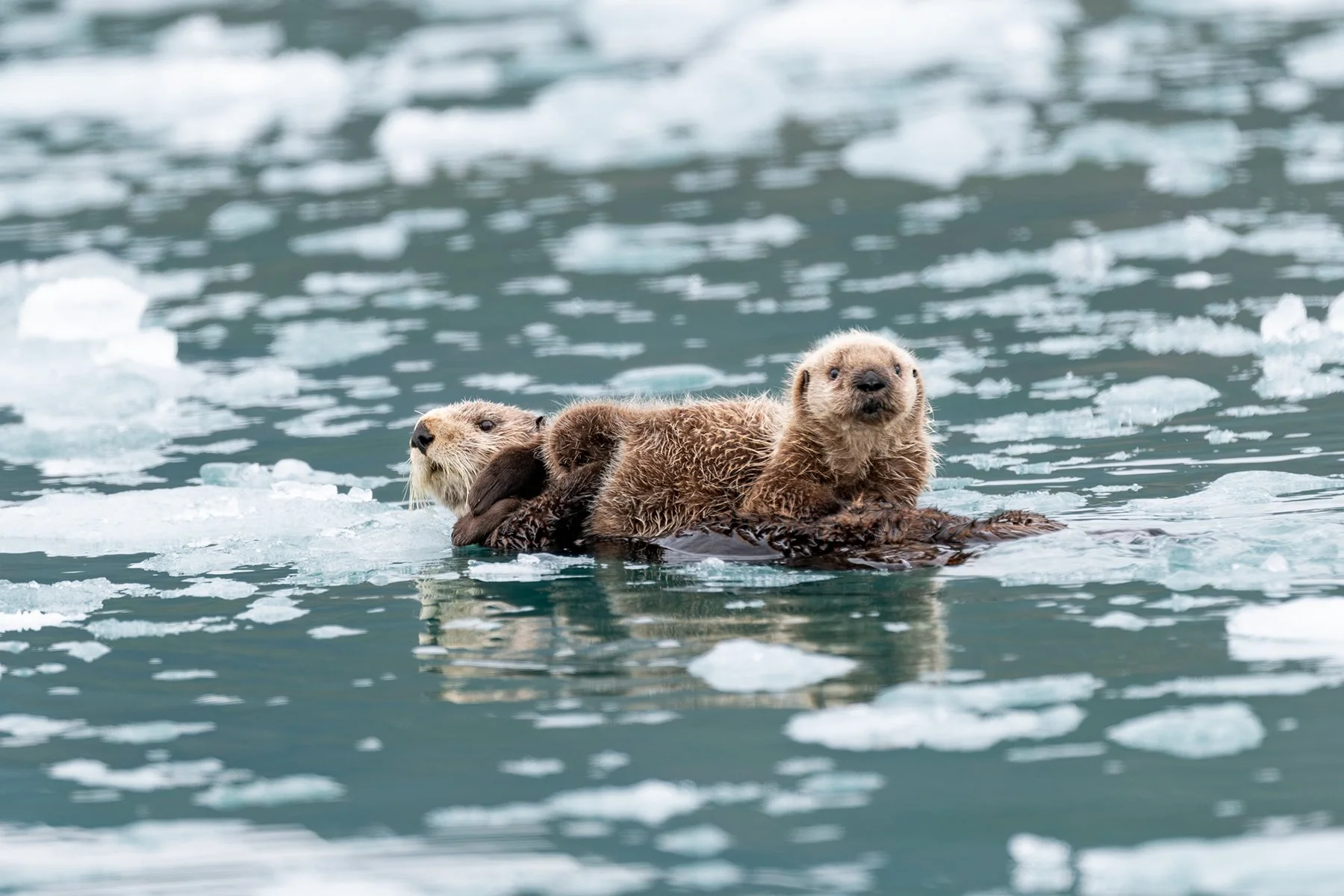 Sea Otter with Pup Floating with Icebergs
