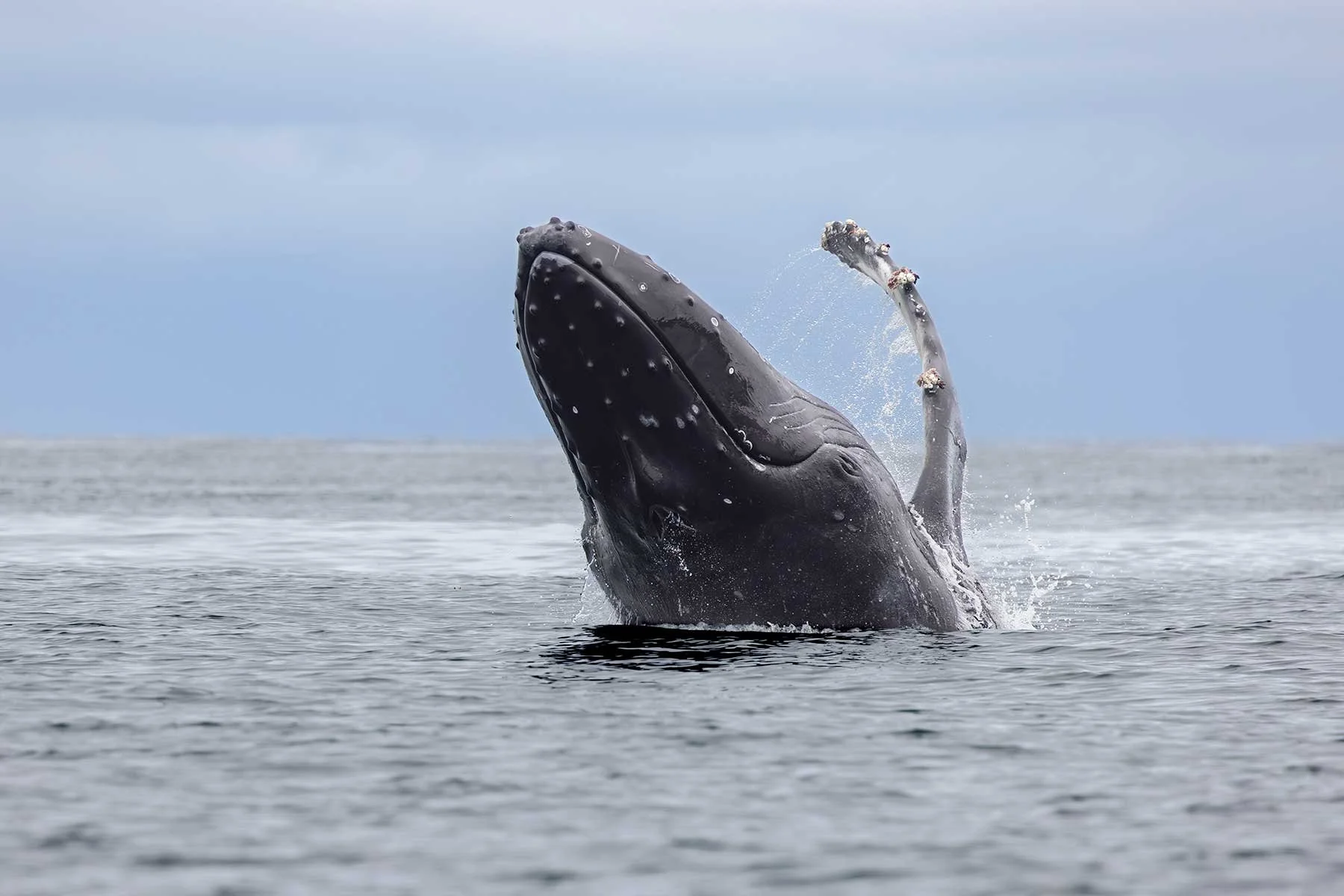 Humpback Whale - Close to the Boat!