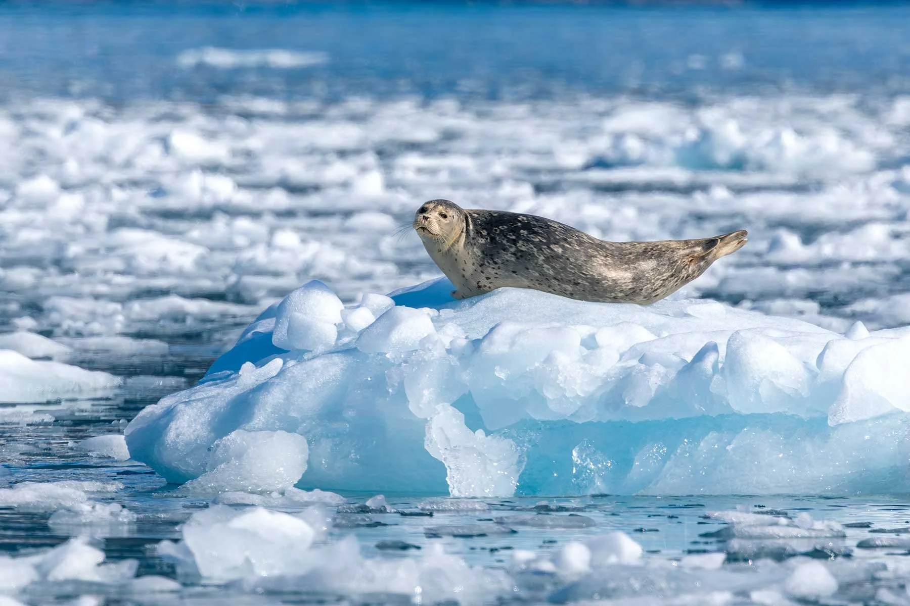 Harbor Seal - Hauled out on the Blue Ice