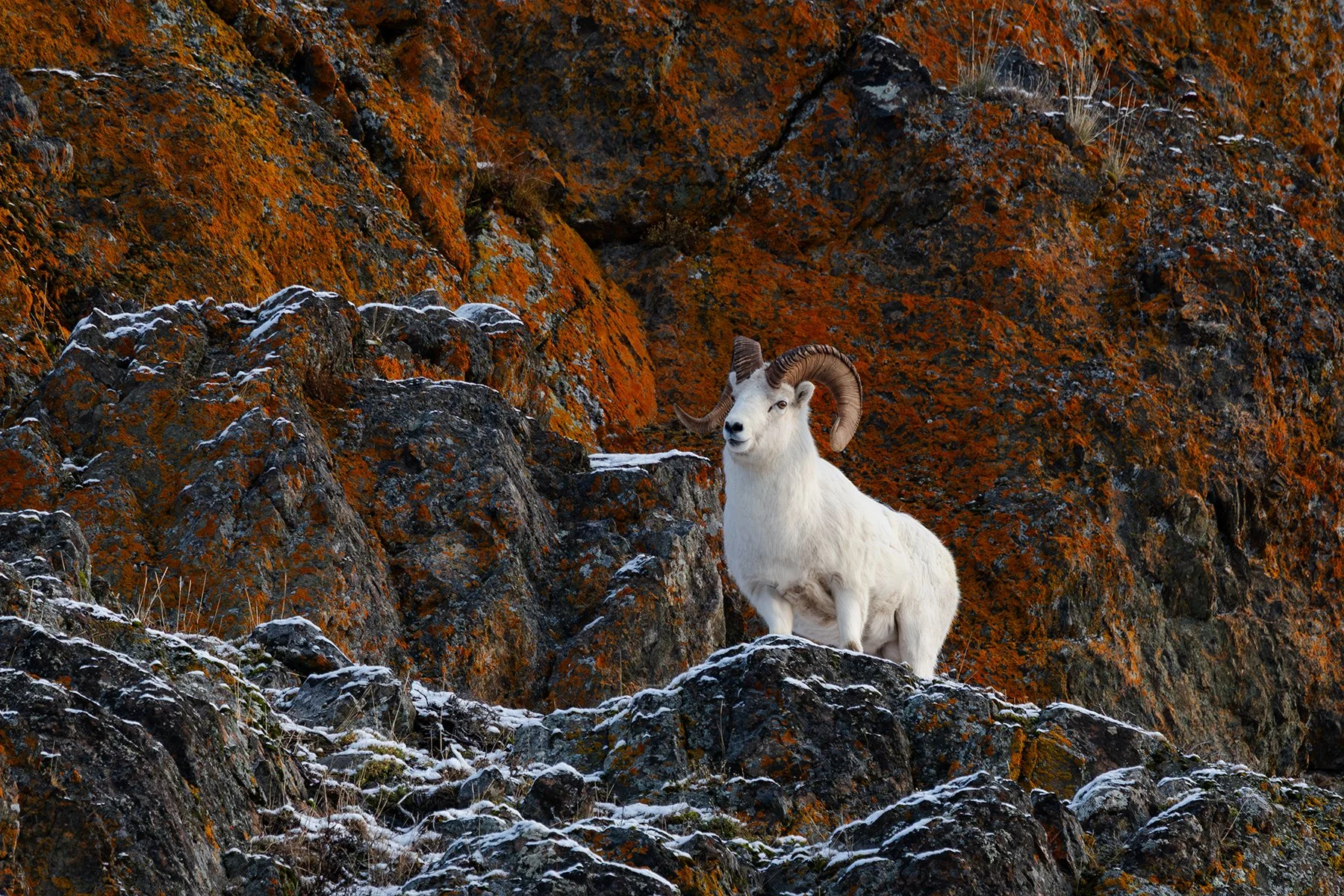 Dall Sheep Ram - Light Dusting