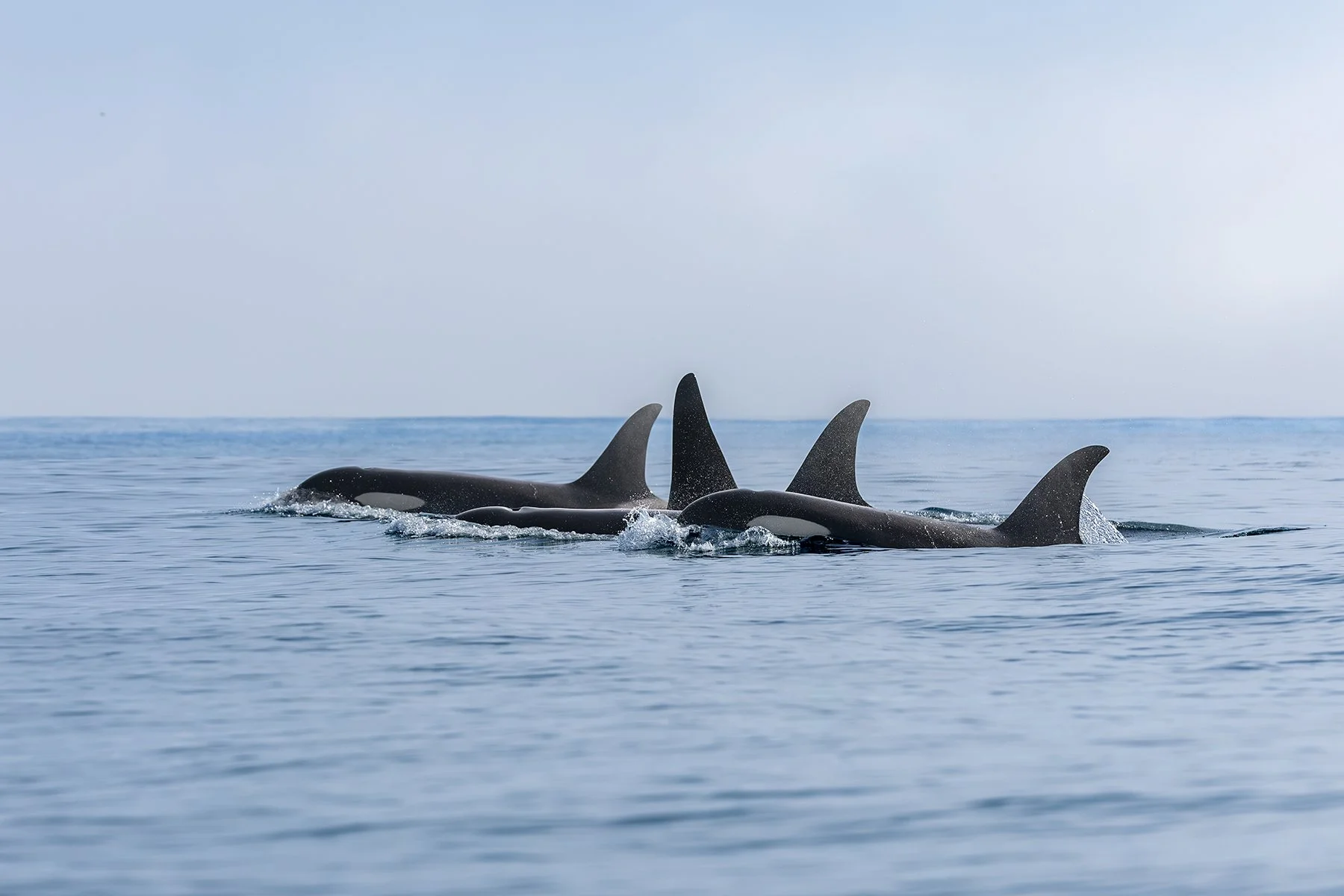 Orca Pod - Traveling