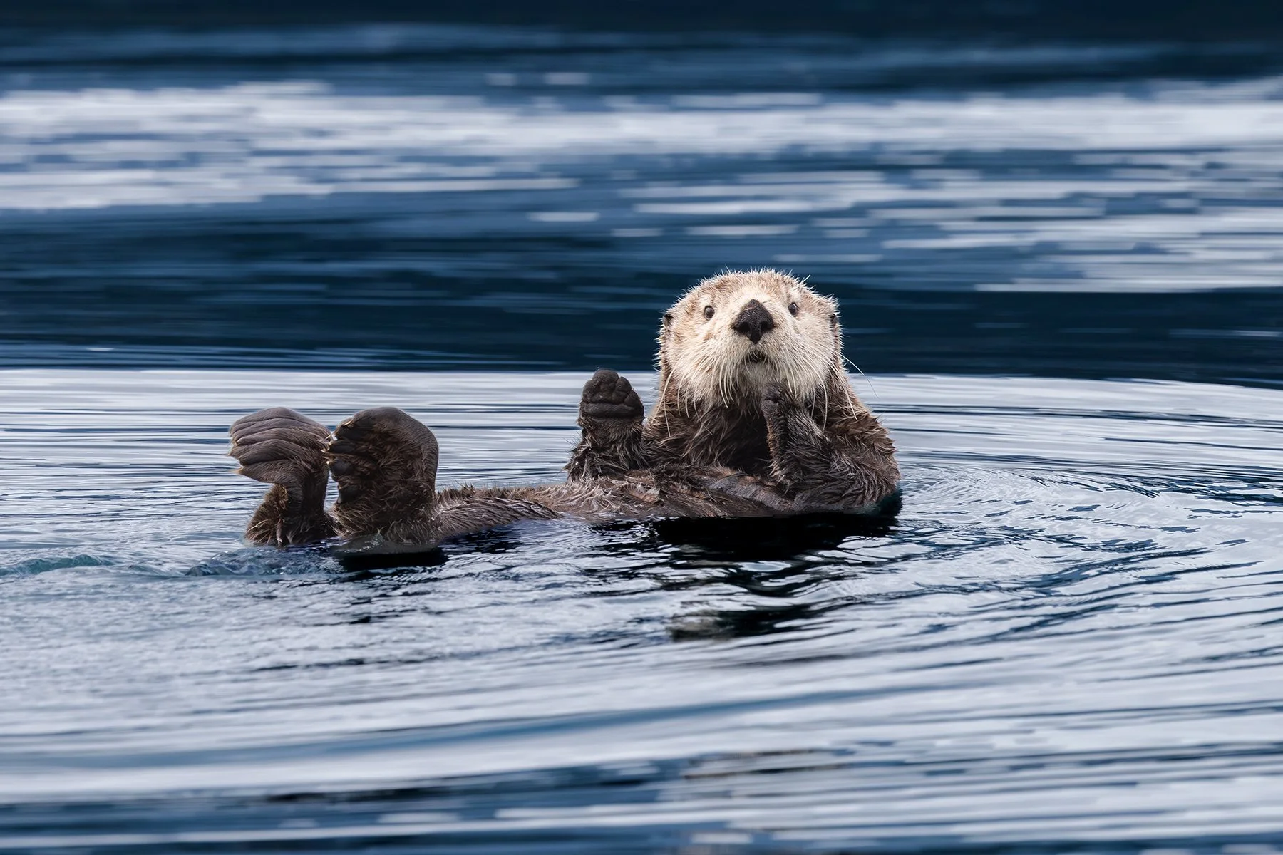 Sea Otter