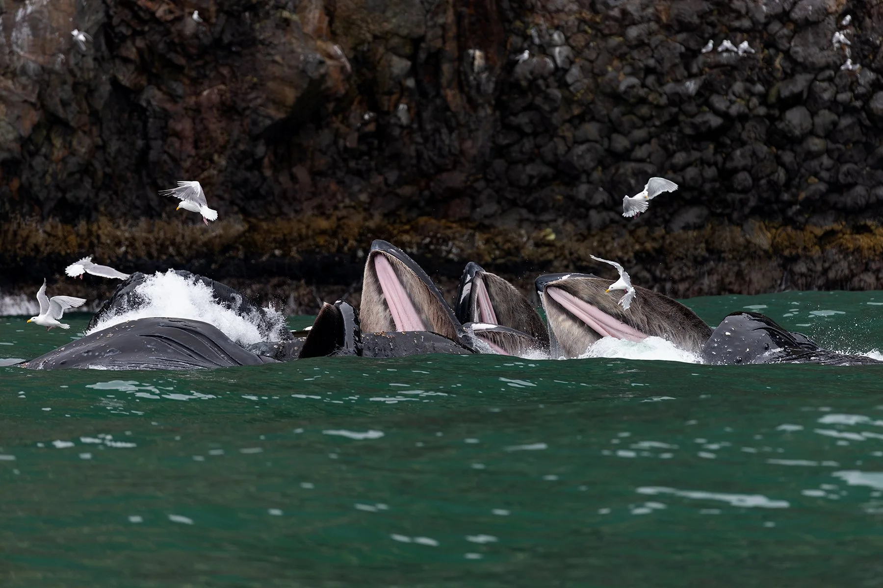 Humpback Whales - Bubble-net Feeding Near Shoreline